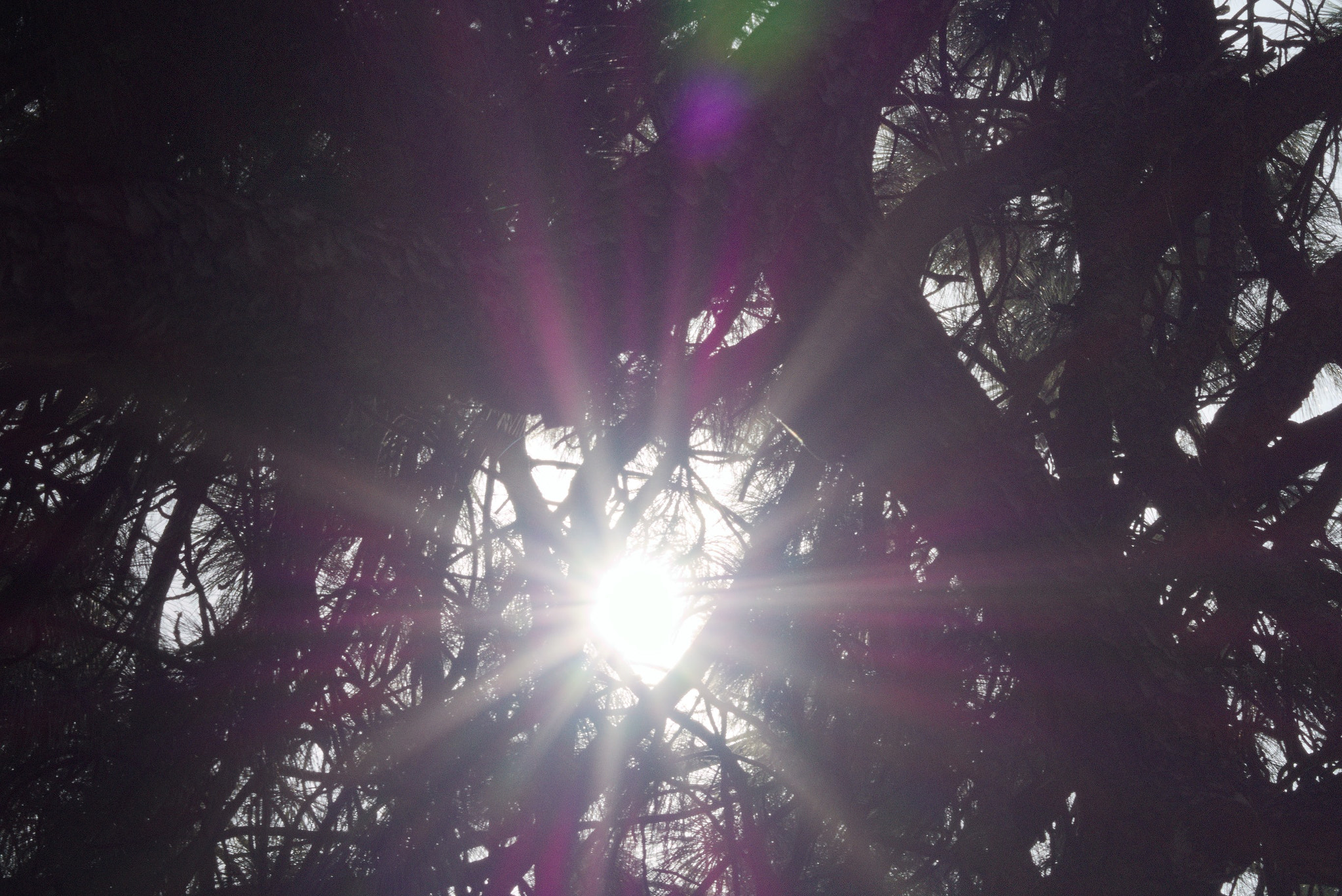 Sony SLT-A58 + 35-70mm F4 sample photo. Blinding sun #2 photography