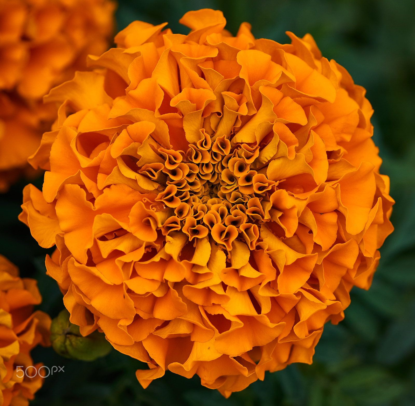 Sony a6300 + Sony FE 90mm F2.8 Macro G OSS sample photo. Orange flower photography