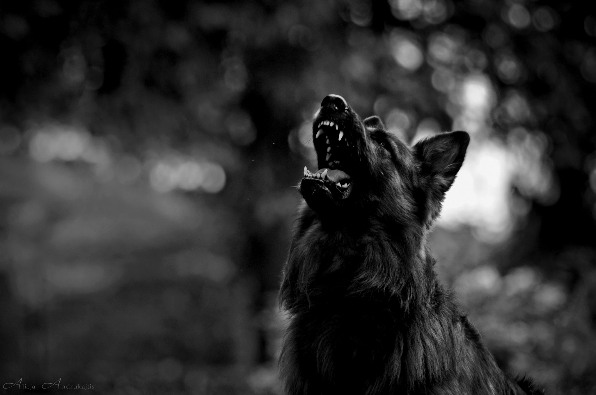 AF Zoom-Nikkor 80-200mm f/2.8 ED sample photo. Black dog photography