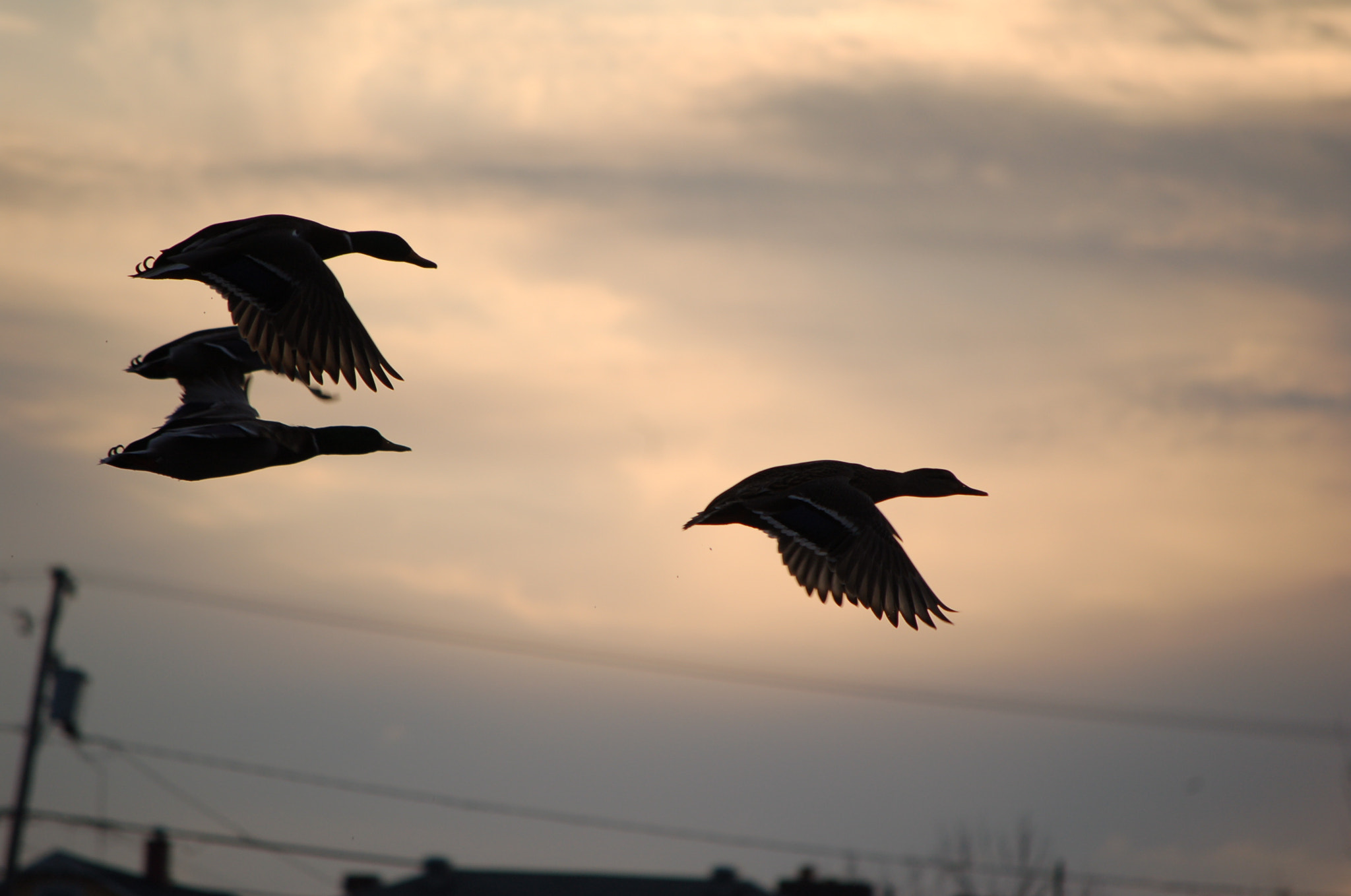 Nikon D50 sample photo. Tout un vol… photography