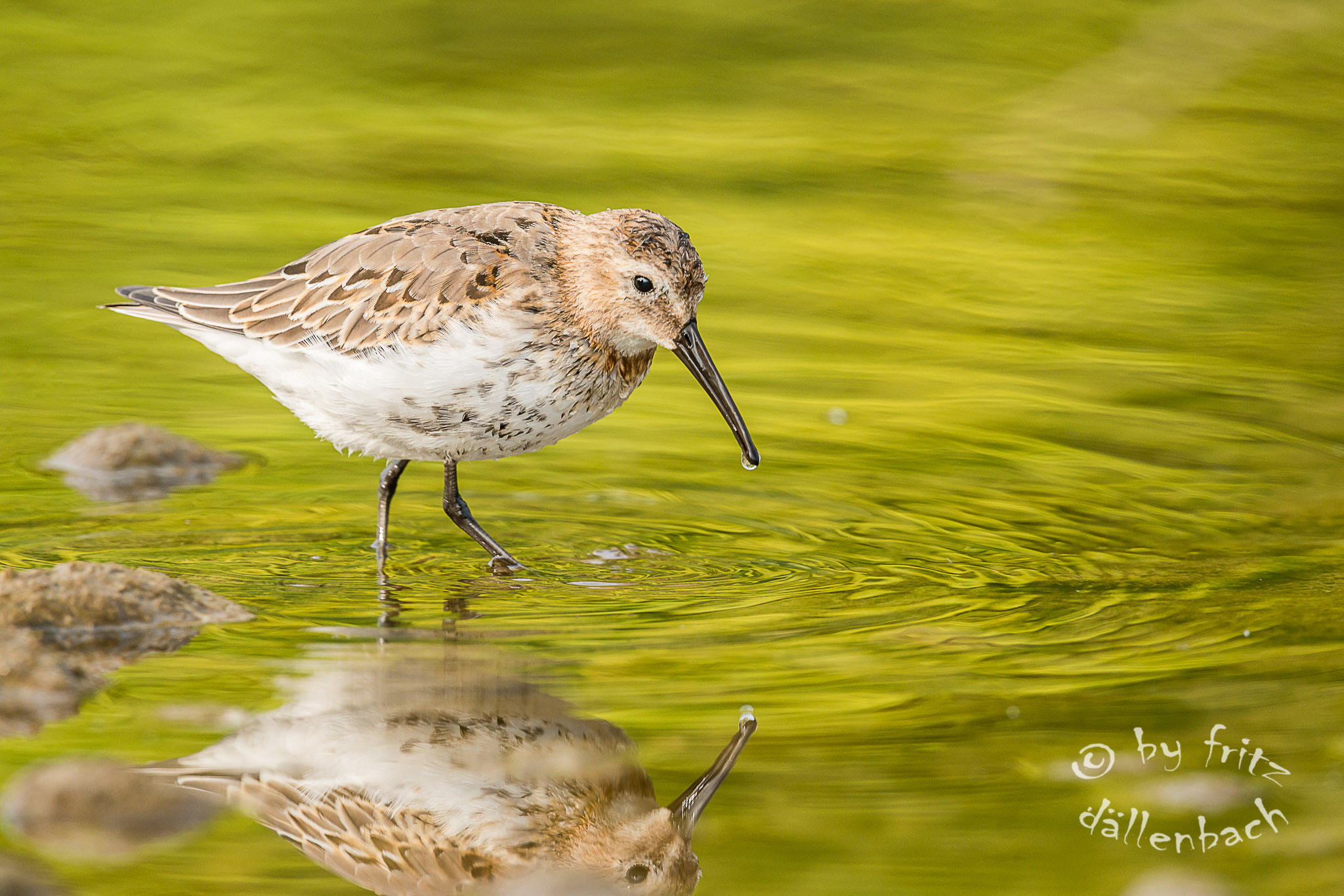 Nikon D800 + Nikon AF-S Nikkor 500mm F4G ED VR sample photo. Nice little bird photography