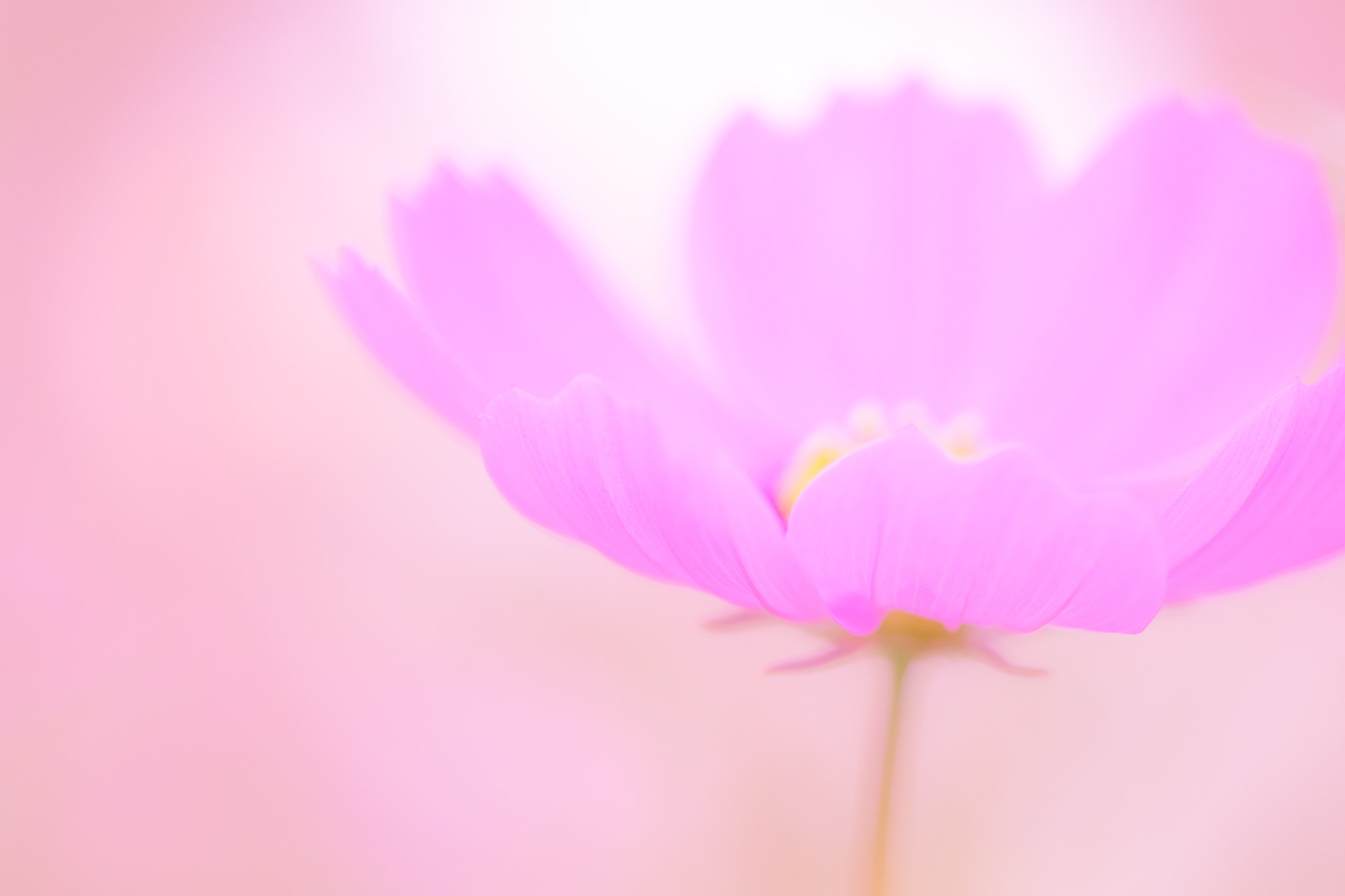 Canon EF 180mm F3.5L Macro USM sample photo. Cosmos photography