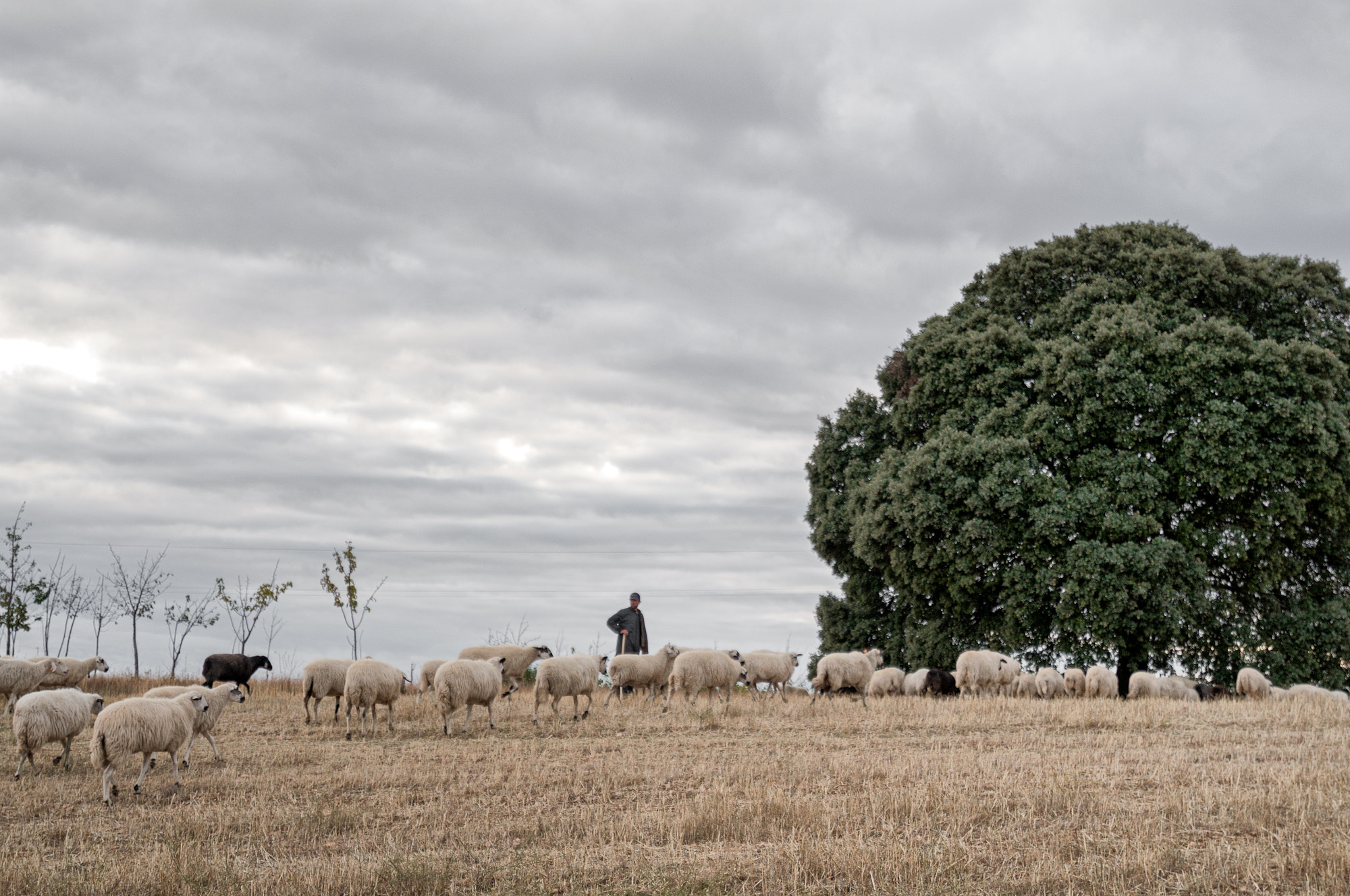 16-35mm F4 ZA OSS sample photo. The shepherd and the sheeps  photography