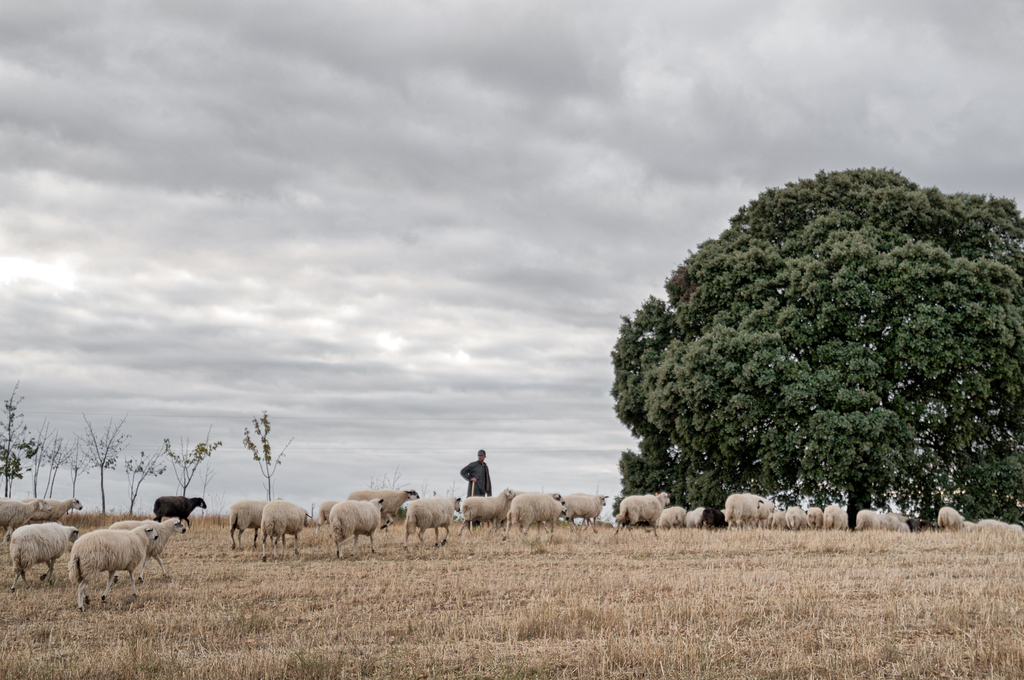 Sony Alpha NEX-5T + 16-35mm F4 ZA OSS sample photo. The shepherd and the sheeps  photography