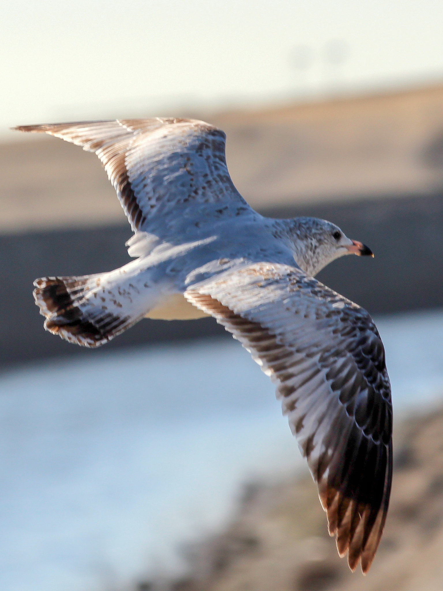 Canon EOS 650D (EOS Rebel T4i / EOS Kiss X6i) sample photo. Seagull in flight photography