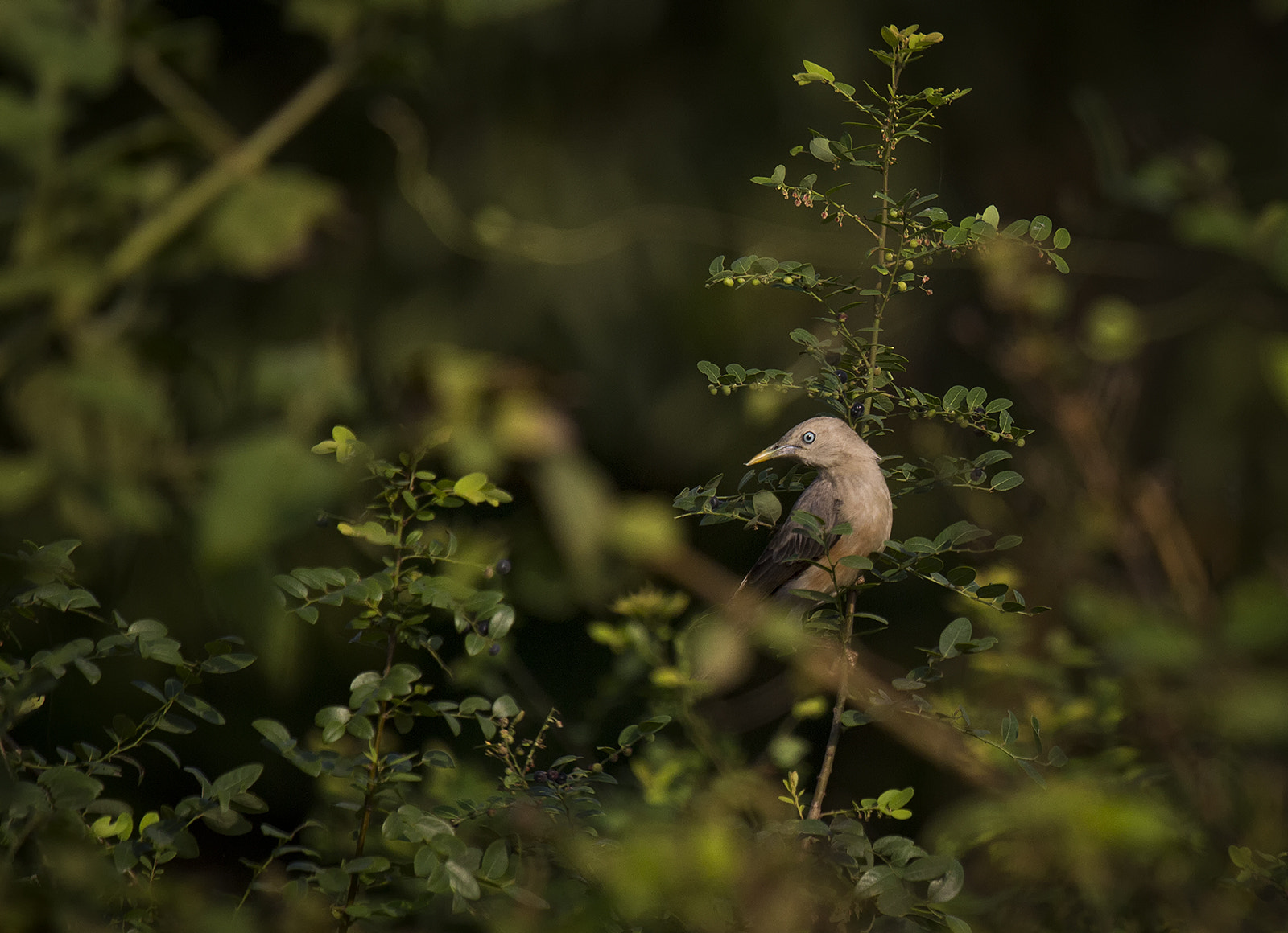 Canon EF 70-200mm F4L IS USM sample photo. ..among the bushes.. photography