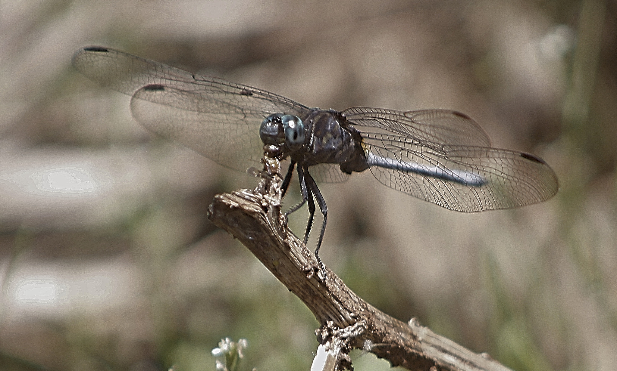 Canon EF 75-300mm f/4-5.6 USM sample photo. Insect photography