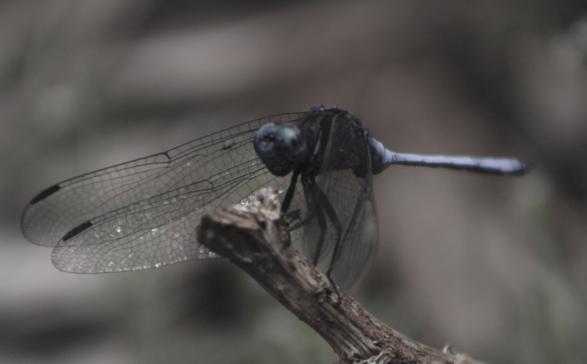 Canon EF 75-300mm f/4-5.6 USM sample photo. Insect photography