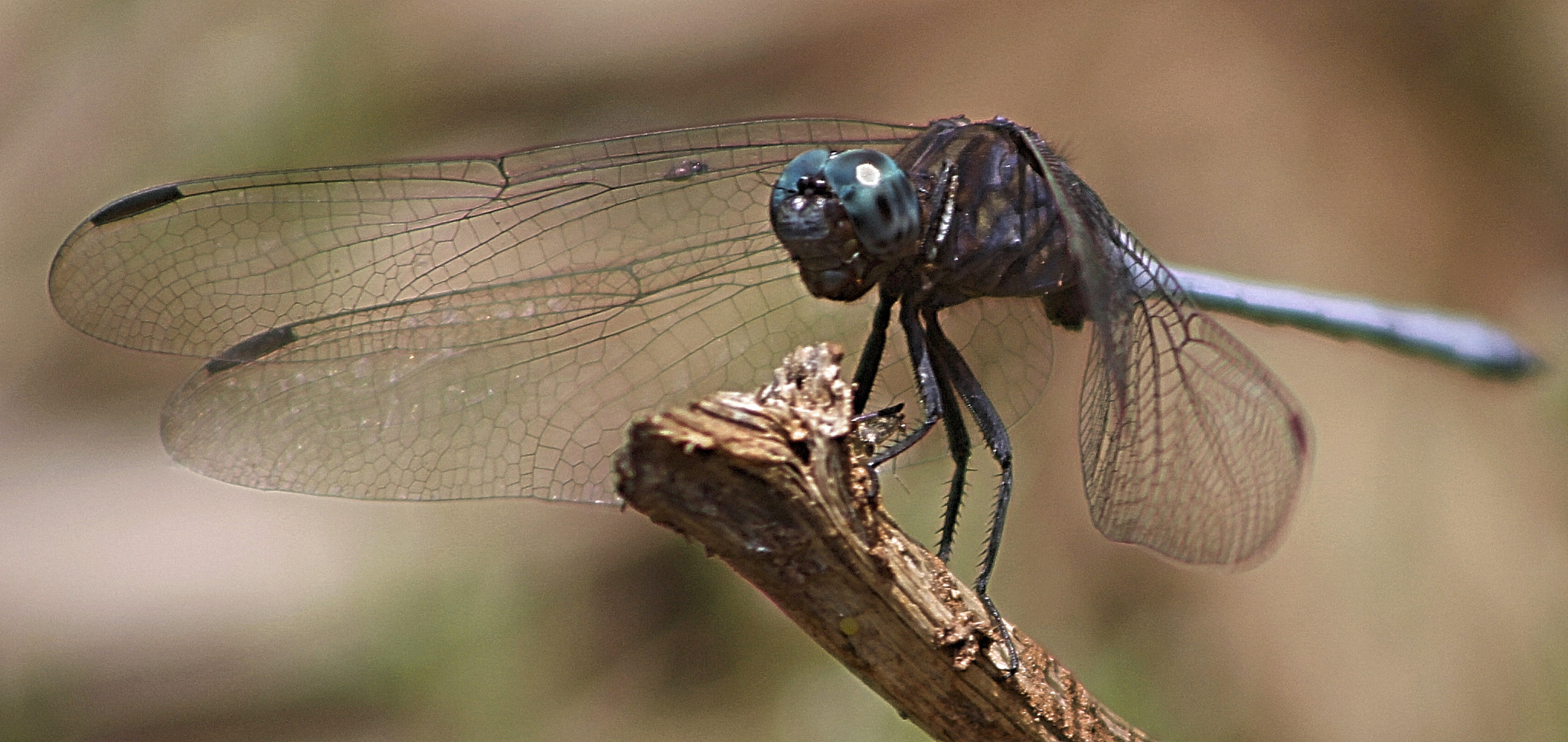 Canon EF 75-300mm f/4-5.6 USM sample photo. Insect photography