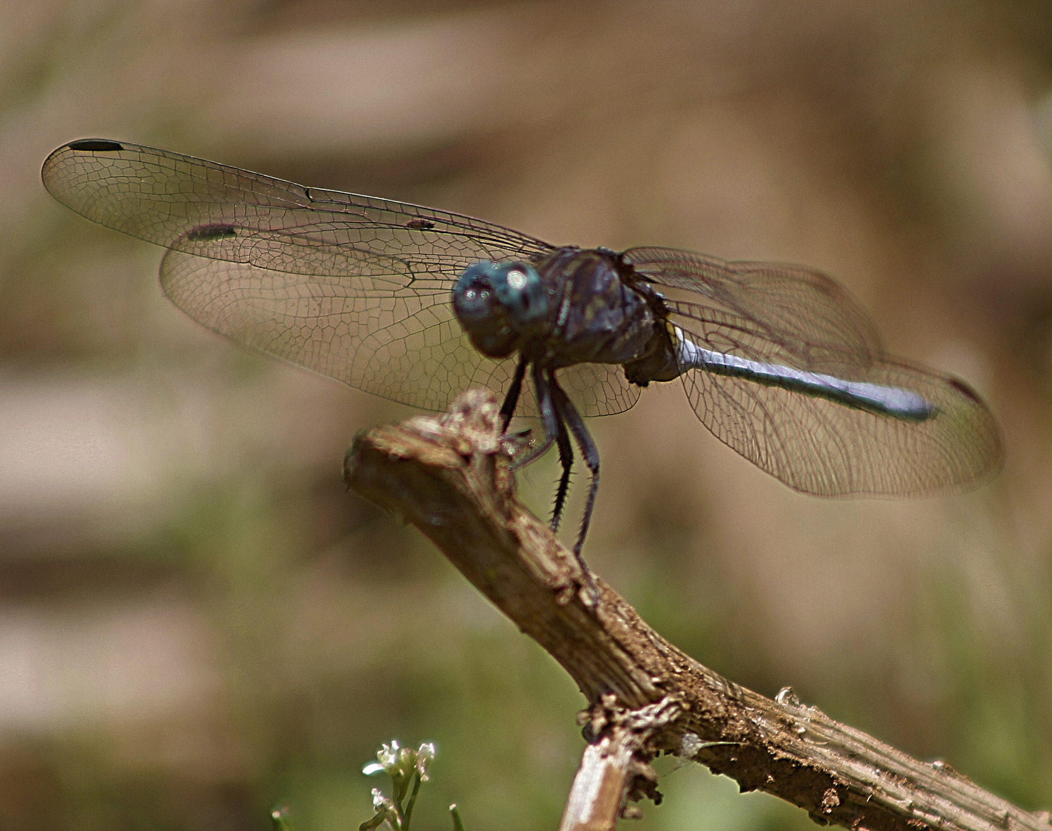 Canon EF 75-300mm f/4-5.6 USM sample photo. Insect photography