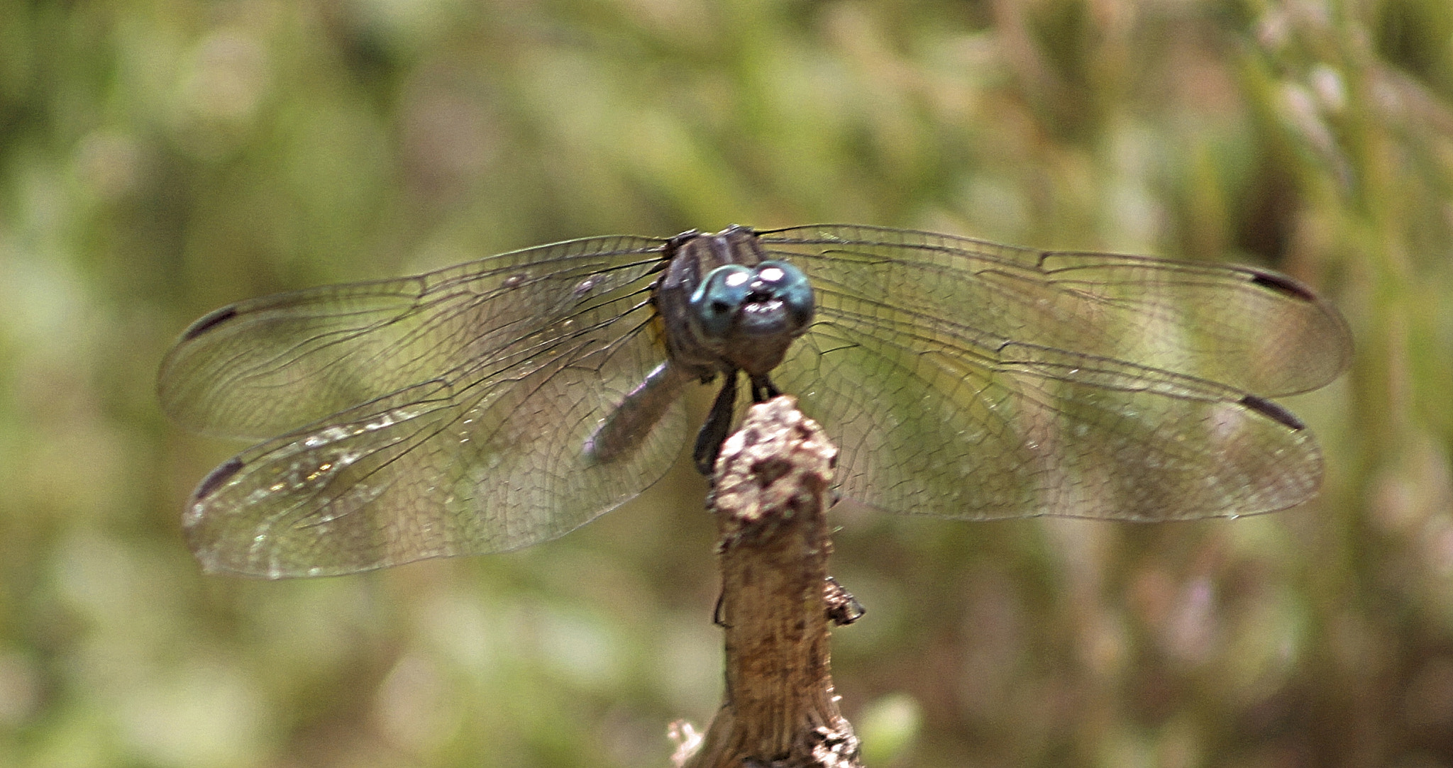 Canon EF 75-300mm f/4-5.6 USM sample photo. Insect photography