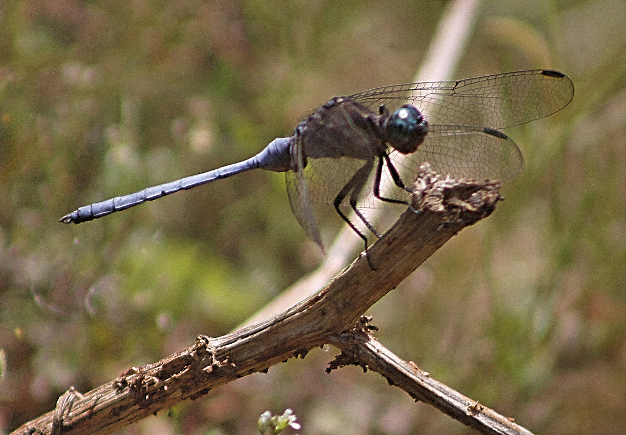 Canon EF 75-300mm f/4-5.6 USM sample photo. Insect photography