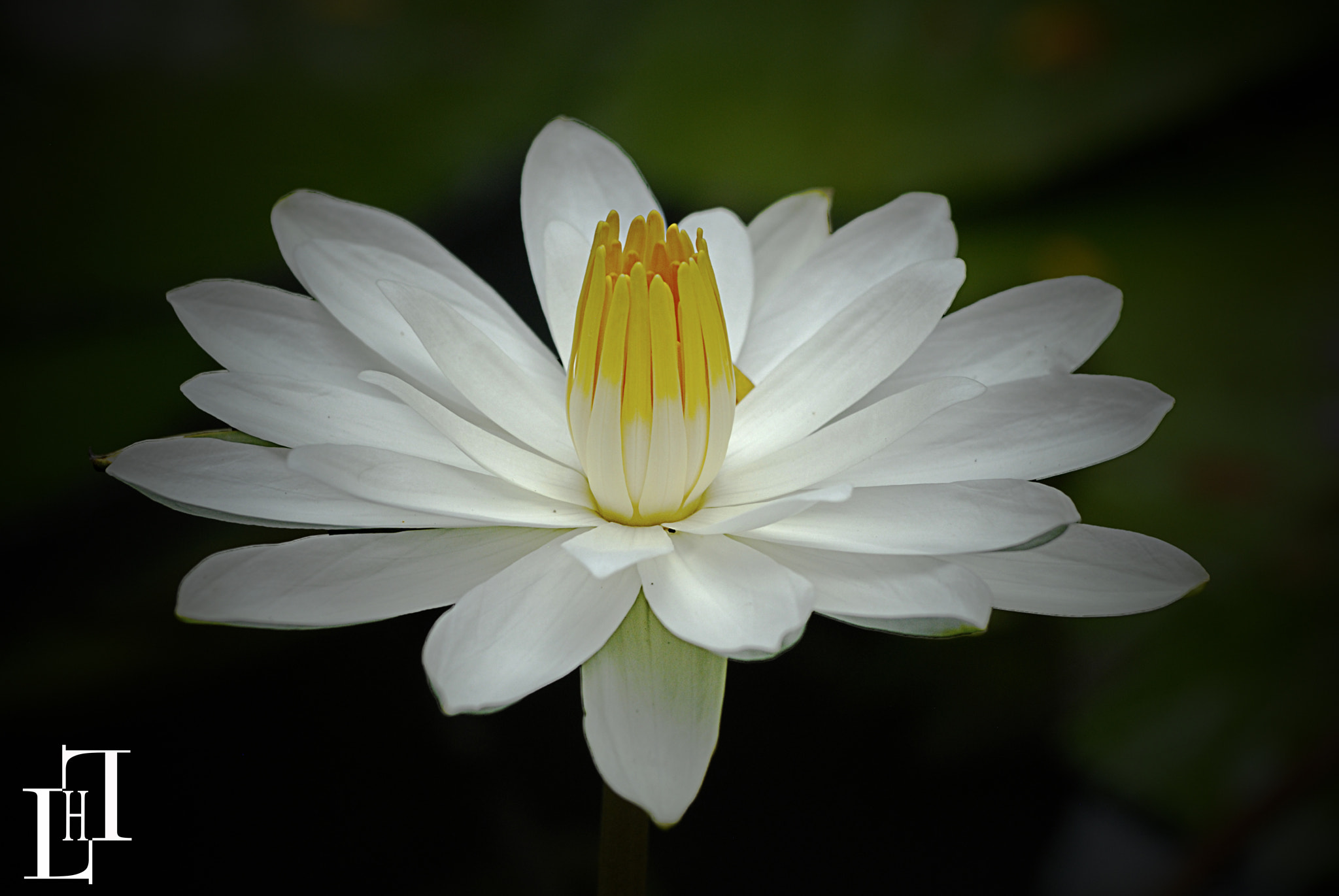 Nikon D200 sample photo