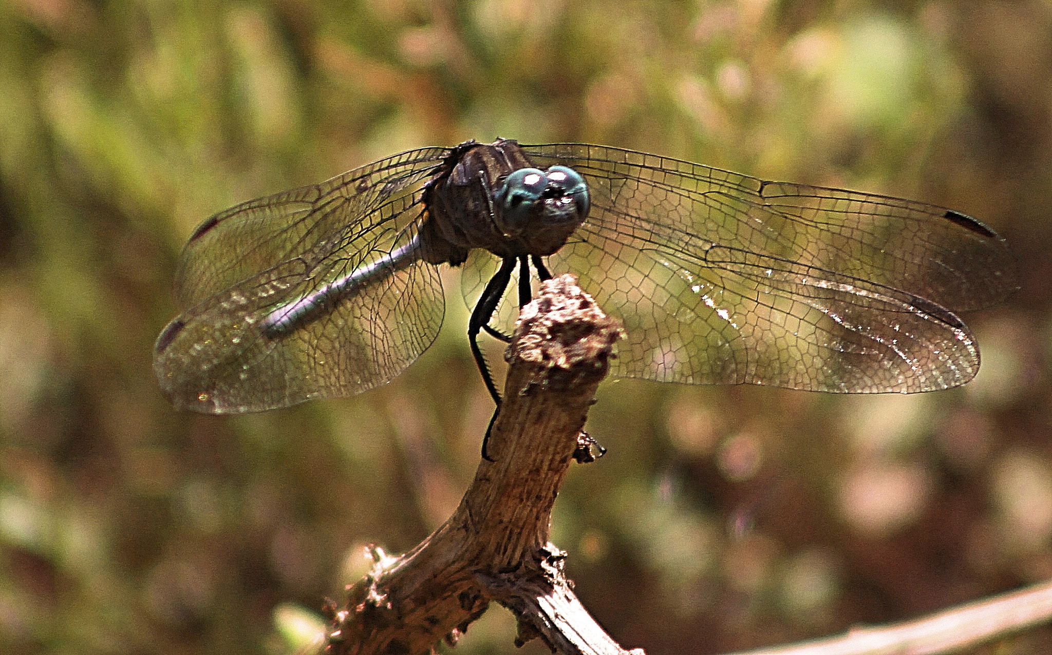 Canon EF 75-300mm f/4-5.6 USM sample photo. Insects photography