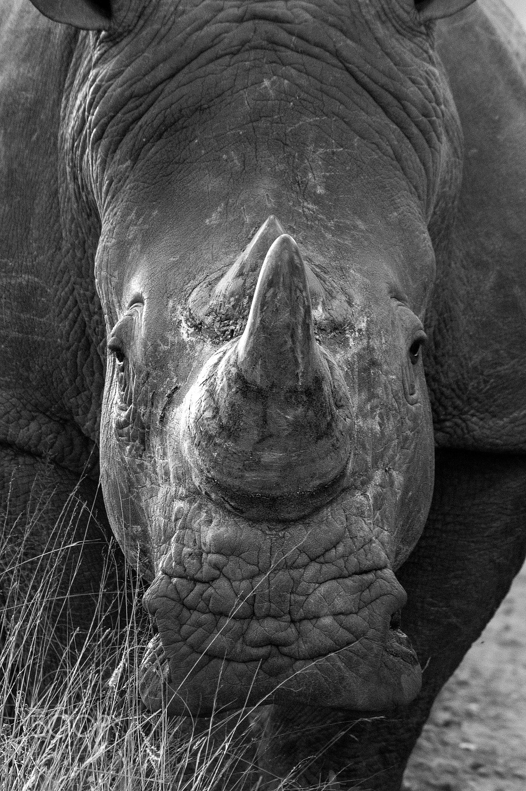 Nikon D300 + Nikon AF Nikkor 80-400mm F4.5-5.6D ED VR sample photo. Afrique du sud - reserve sabi sabi - lodge sabi sand rhinoceros blanc. photography