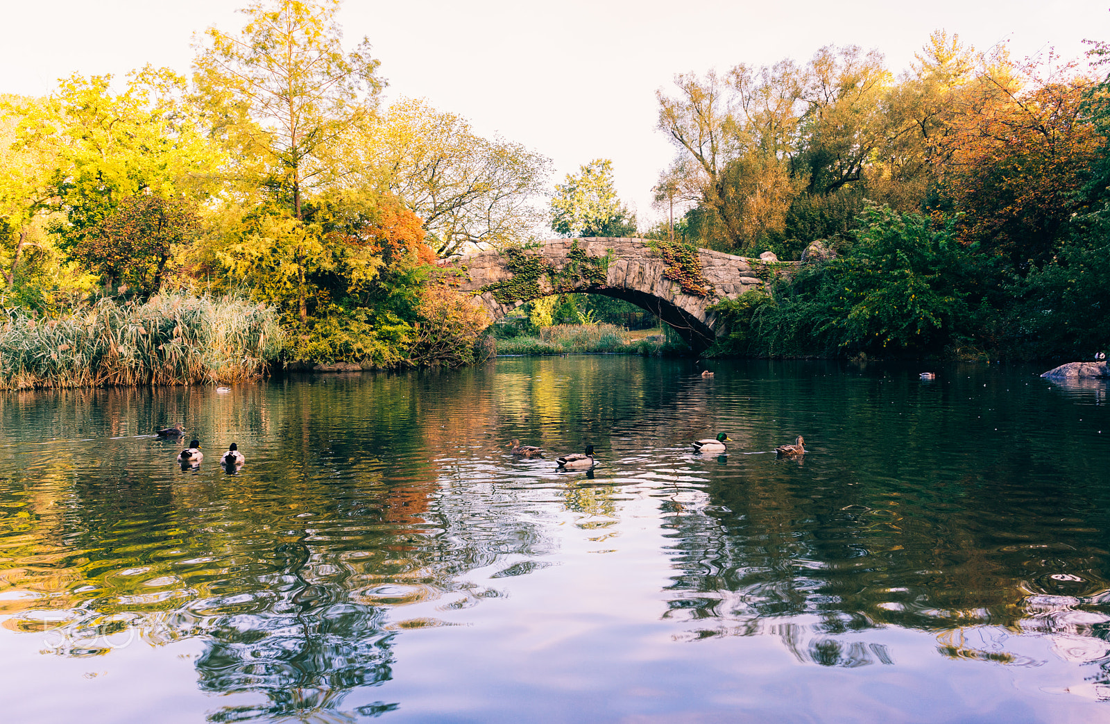 Sony a7R + Sony FE 28mm F2 sample photo. Good morning autumn photography