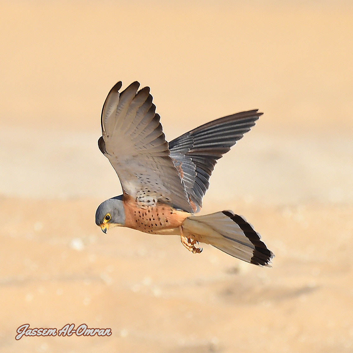 Sigma 150-600mm F5-6.3 DG OS HSM | C sample photo