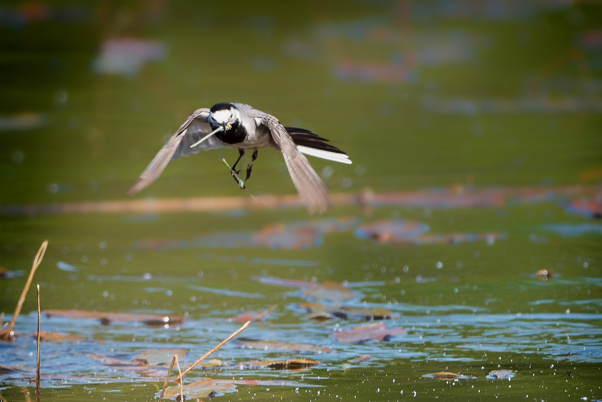 Nikon D800E + Nikon AF-S Nikkor 500mm F4G ED VR sample photo. Wagtail on a dragonfly frenzy photography