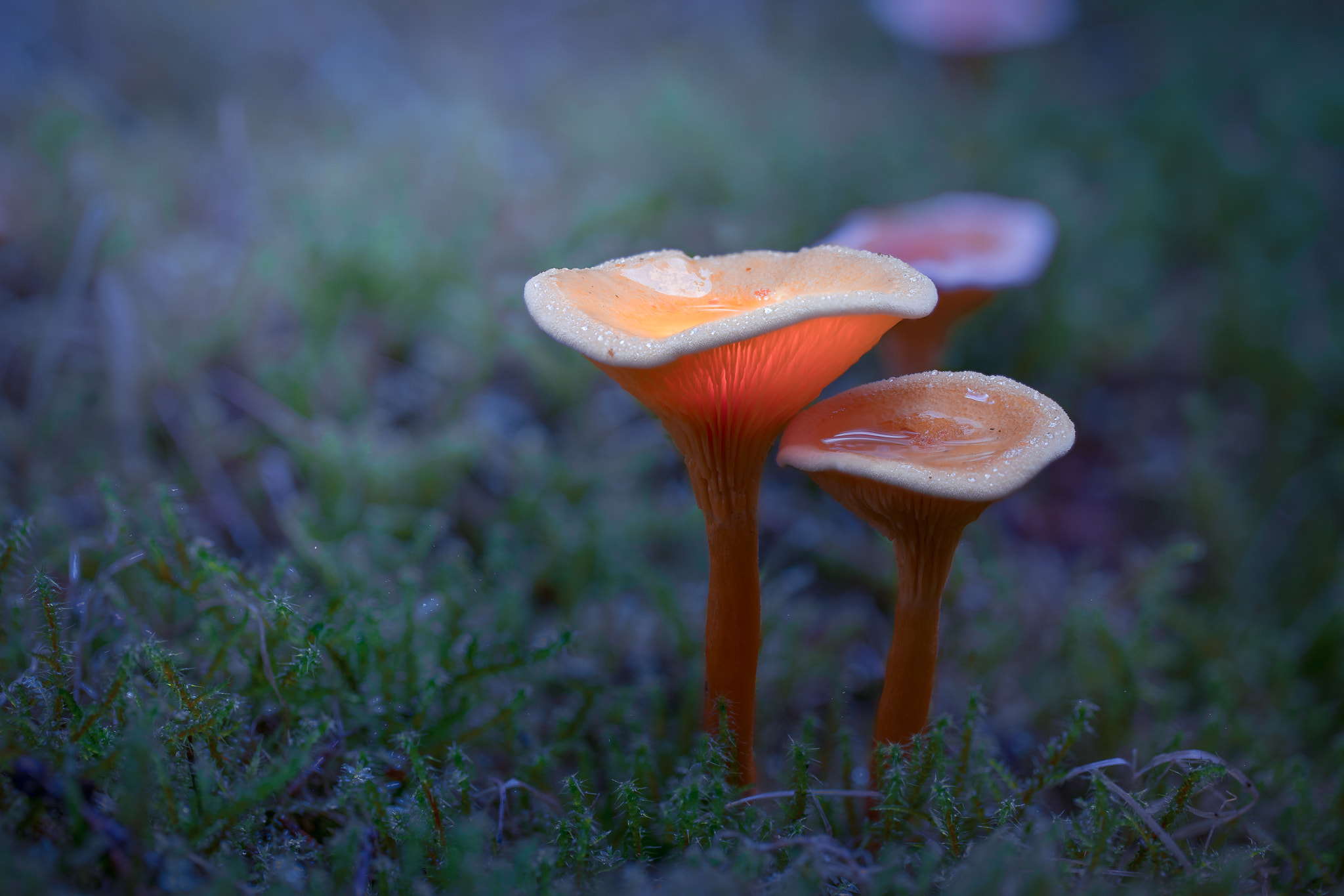 100mm F2.8 G SSM OSS sample photo. -glowing in the dark- photography