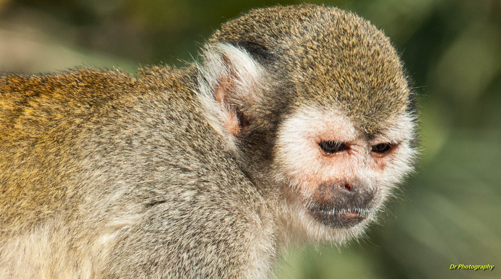 Sigma 70-200mm F2.8 EX DG OS HSM sample photo. Dsc little monkey photography