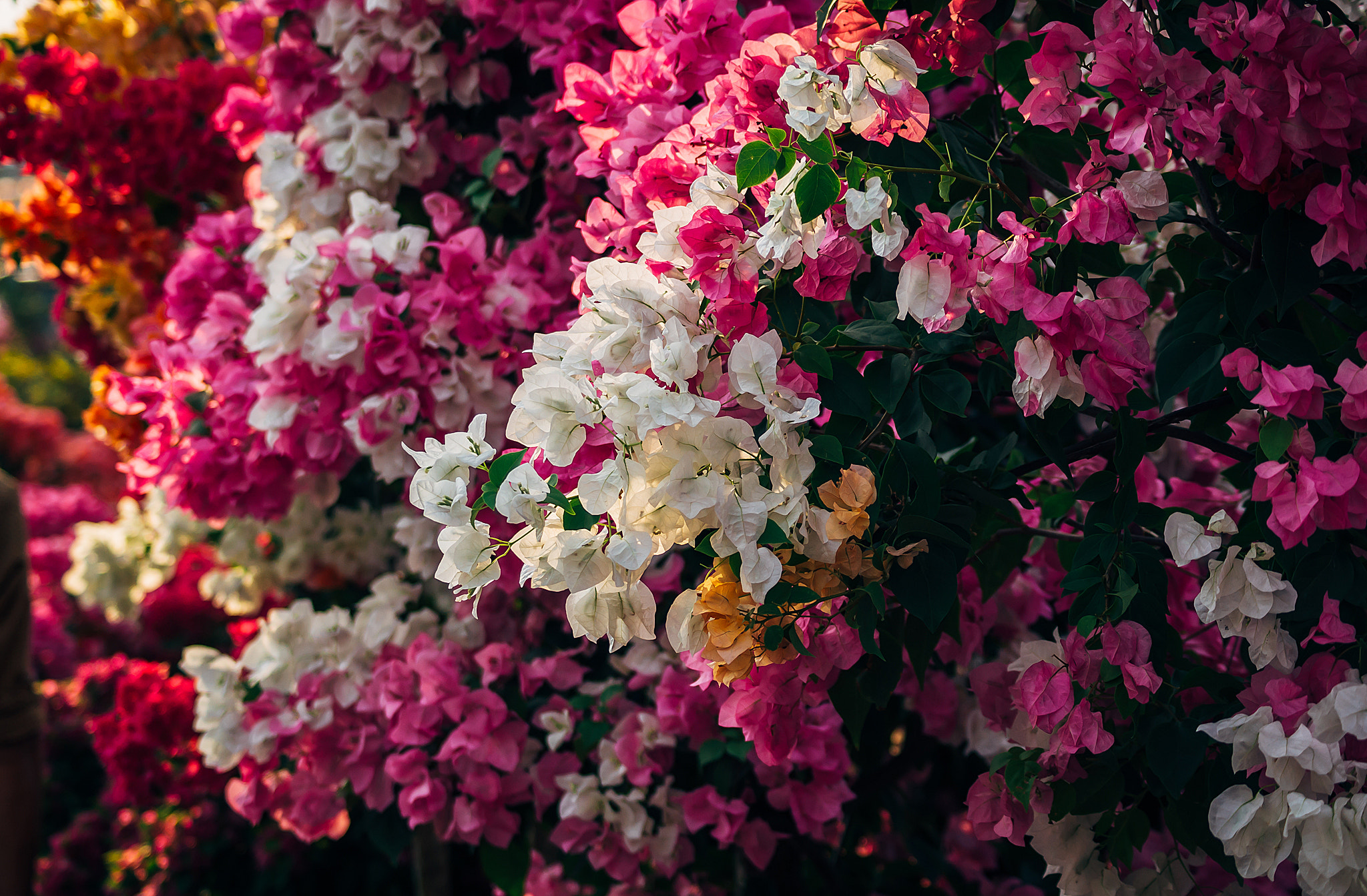 Sony DT 55-200mm F4-5.6 SAM sample photo. Ben binh dong () photography