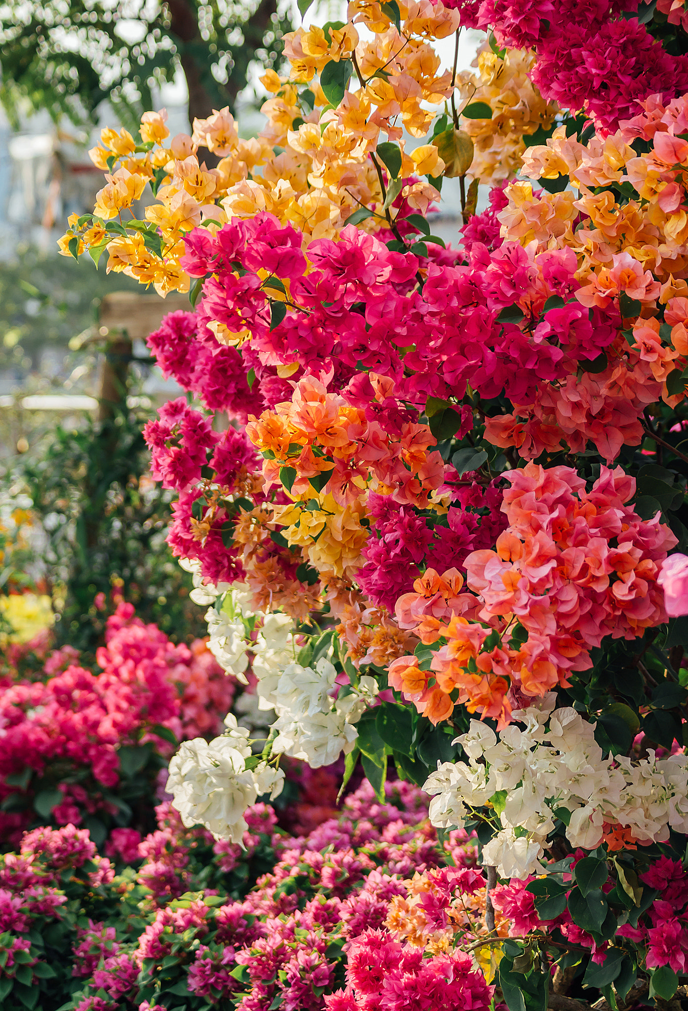 Sony DT 55-200mm F4-5.6 SAM sample photo. Ben binh dong () photography