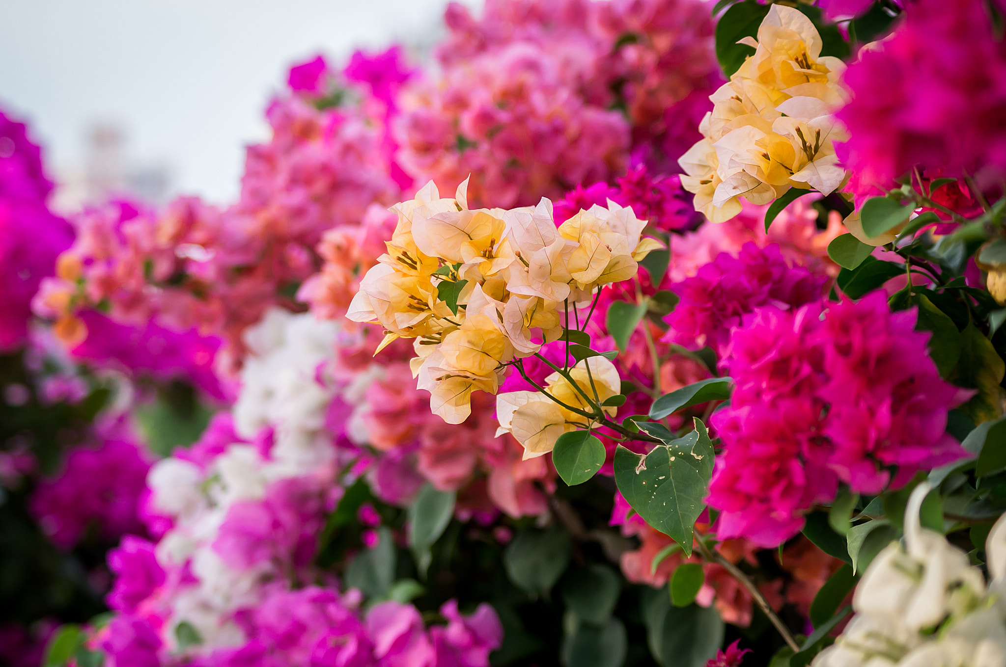 Sony DT 55-200mm F4-5.6 SAM sample photo. Ben binh dong () photography