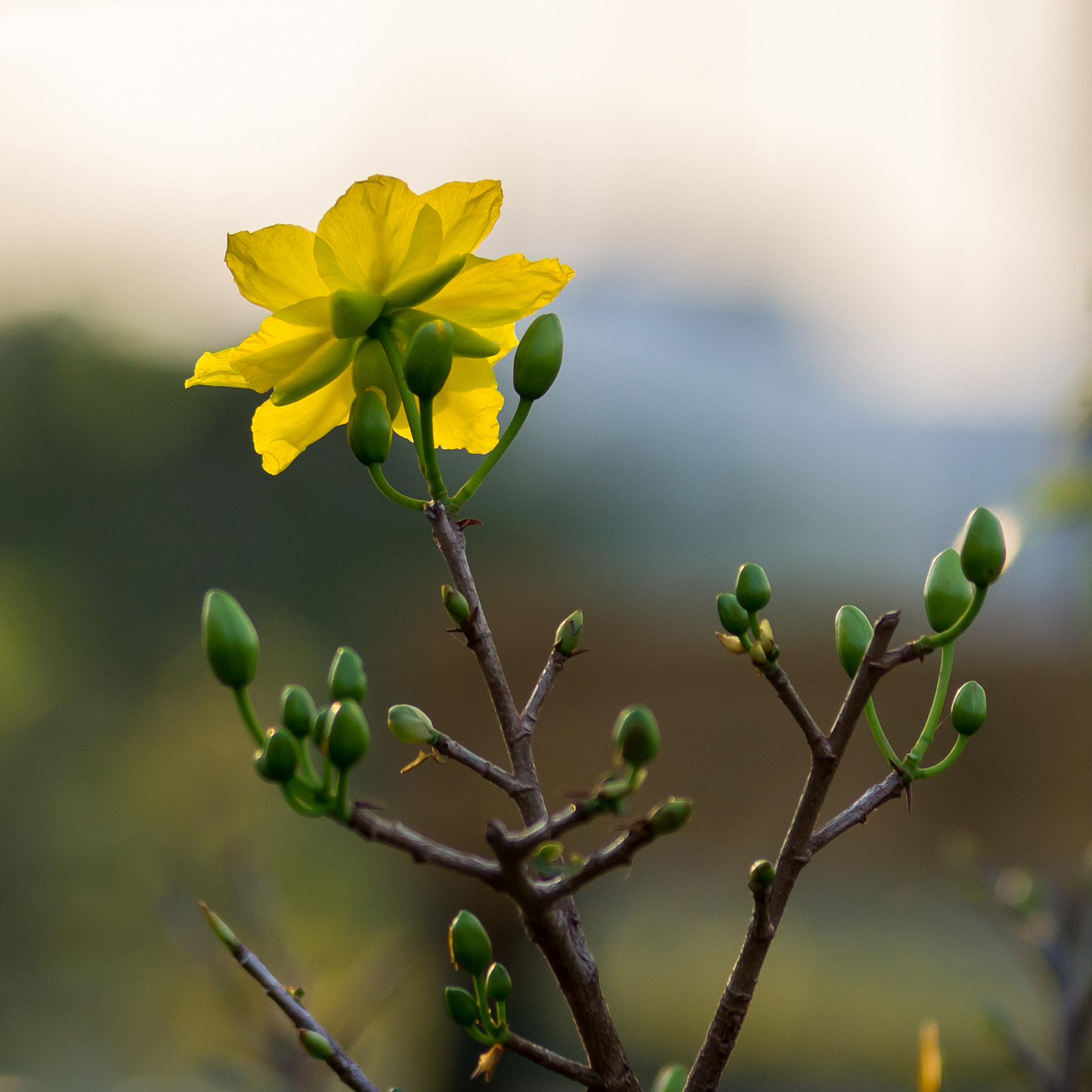Sony DT 55-200mm F4-5.6 SAM sample photo. Ben binh dong () photography