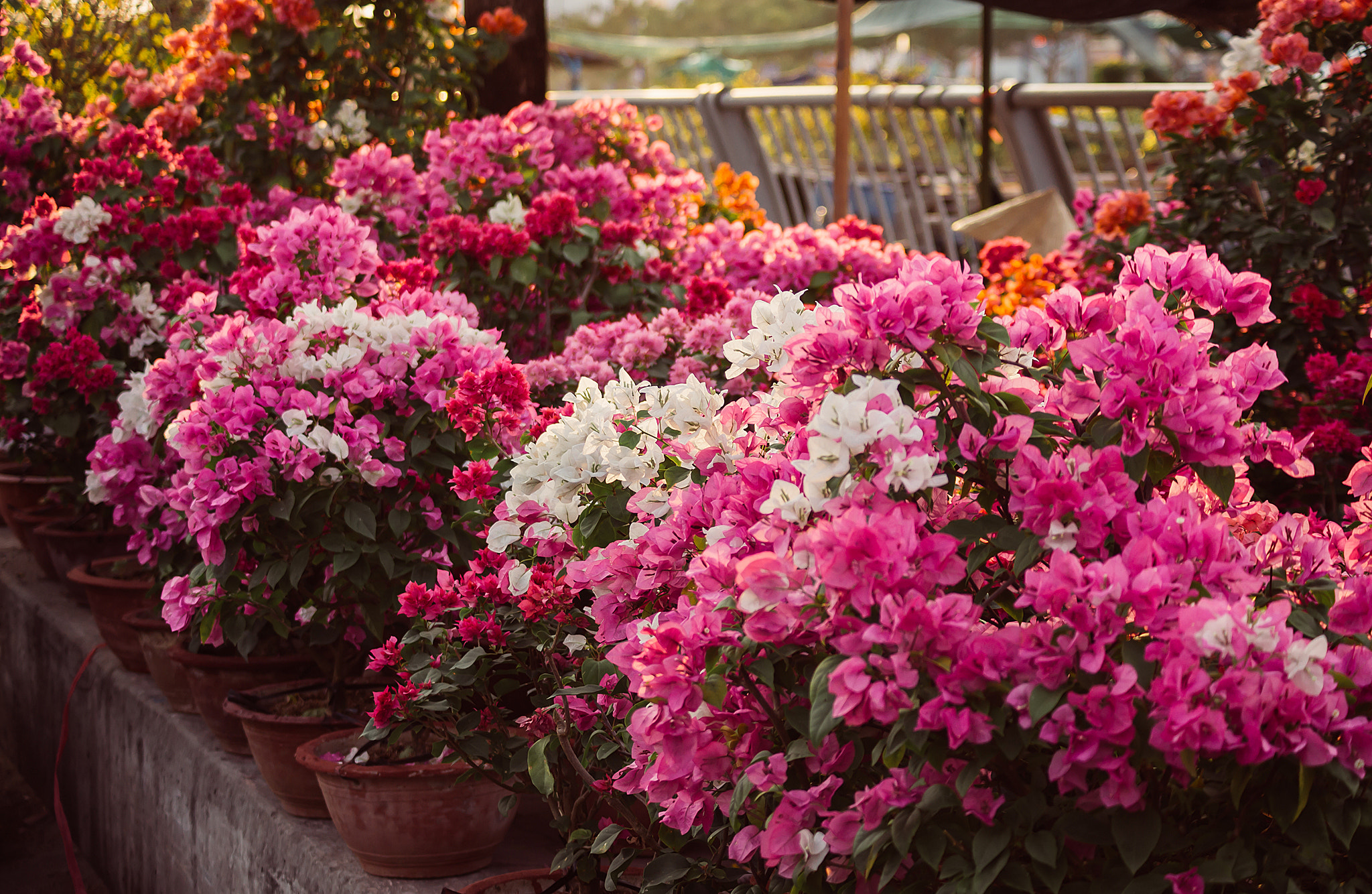 Sony DT 55-200mm F4-5.6 SAM sample photo. Ben binh dong () photography