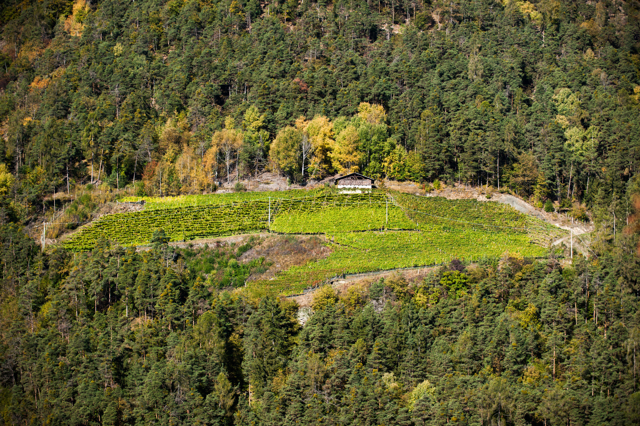 Minolta/Sony AF 70-200mm F2.8 G sample photo. Wood and vineyard photography