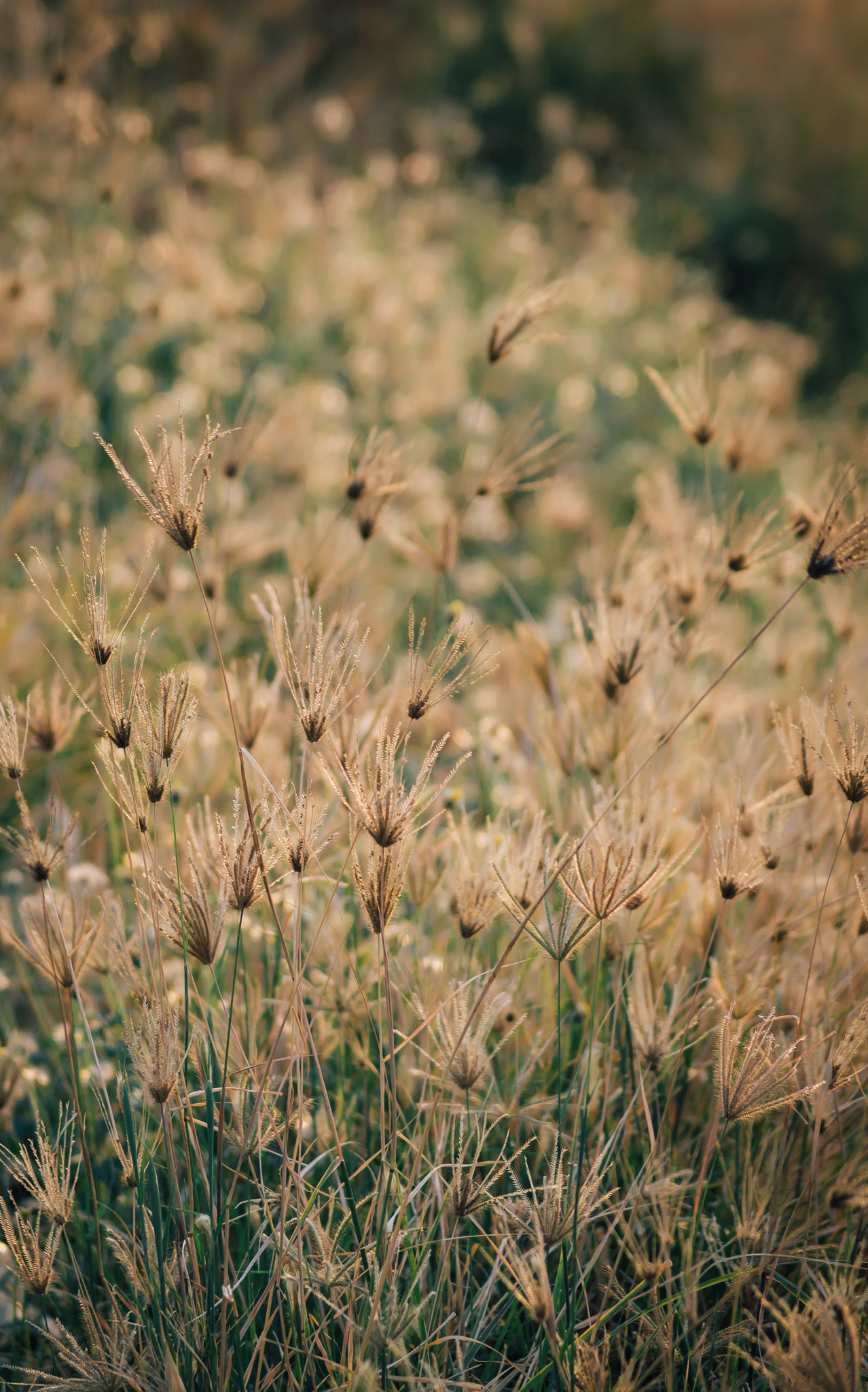 Sony DT 55-200mm F4-5.6 SAM sample photo. Ben binh dong () photography