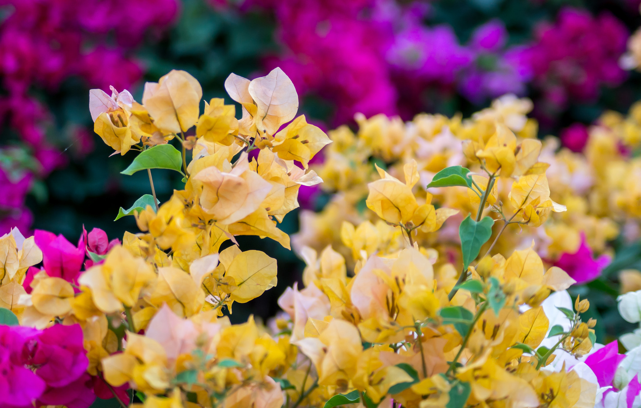 Sony DT 55-200mm F4-5.6 SAM sample photo. Ben binh dong () photography
