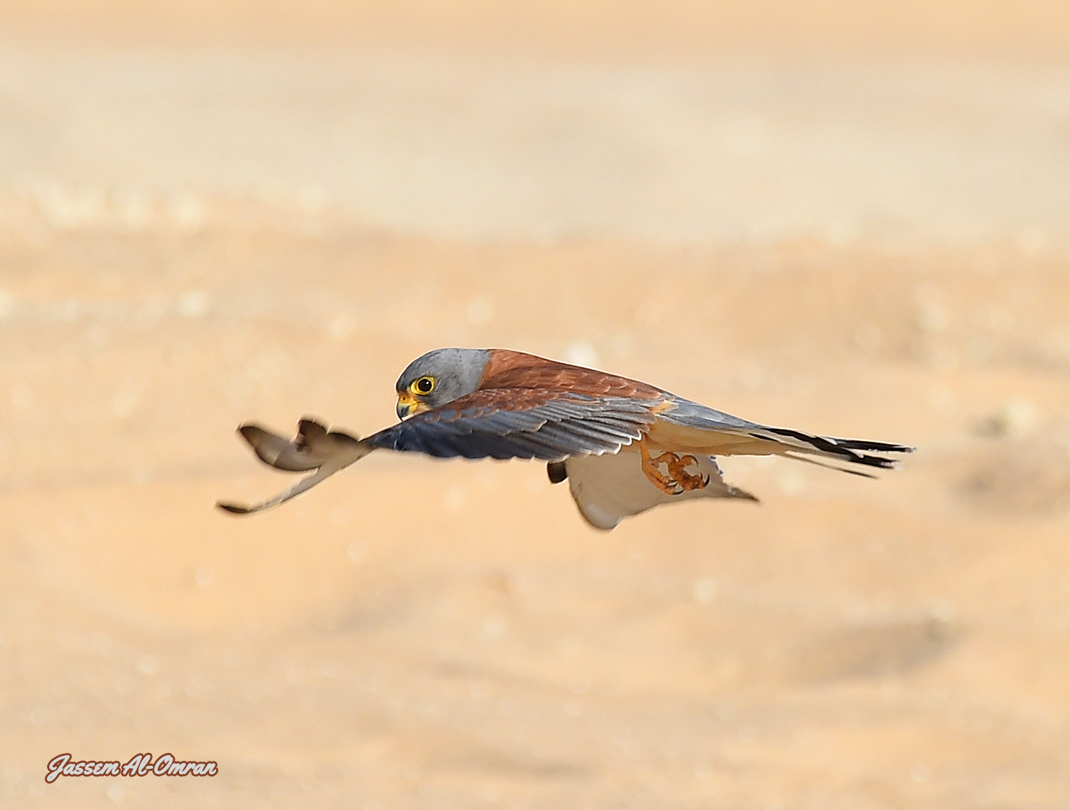 Sigma 150-600mm F5-6.3 DG OS HSM | C sample photo