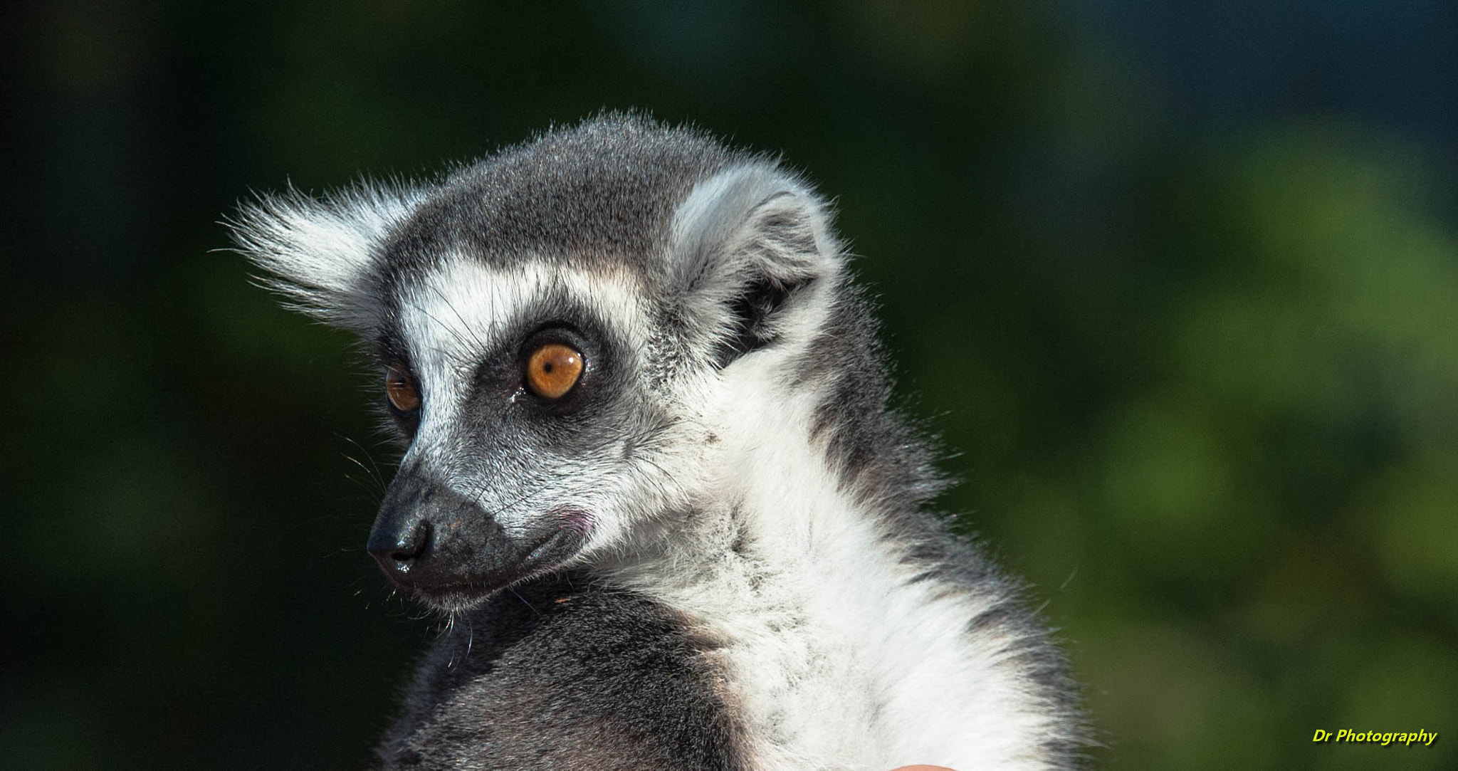 Sigma 70-200mm F2.8 EX DG OS HSM sample photo. Dsc little lemur photography