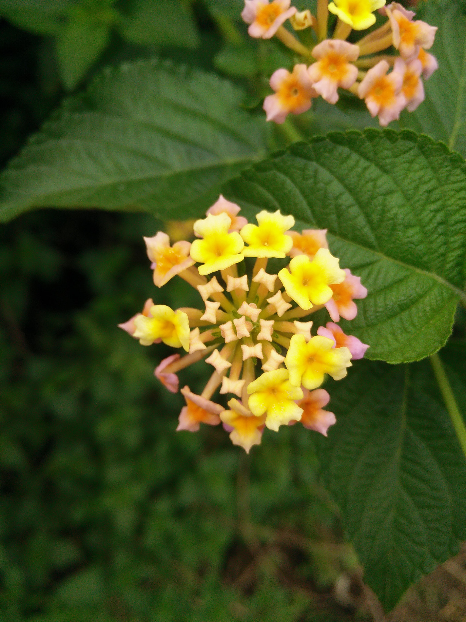 OnePlus ONE sample photo