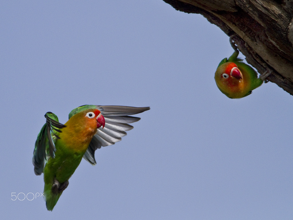 Canon EF 500mm f/4.5L + 1.4x sample photo. Fischer's lovebird landing at nest in stump photography