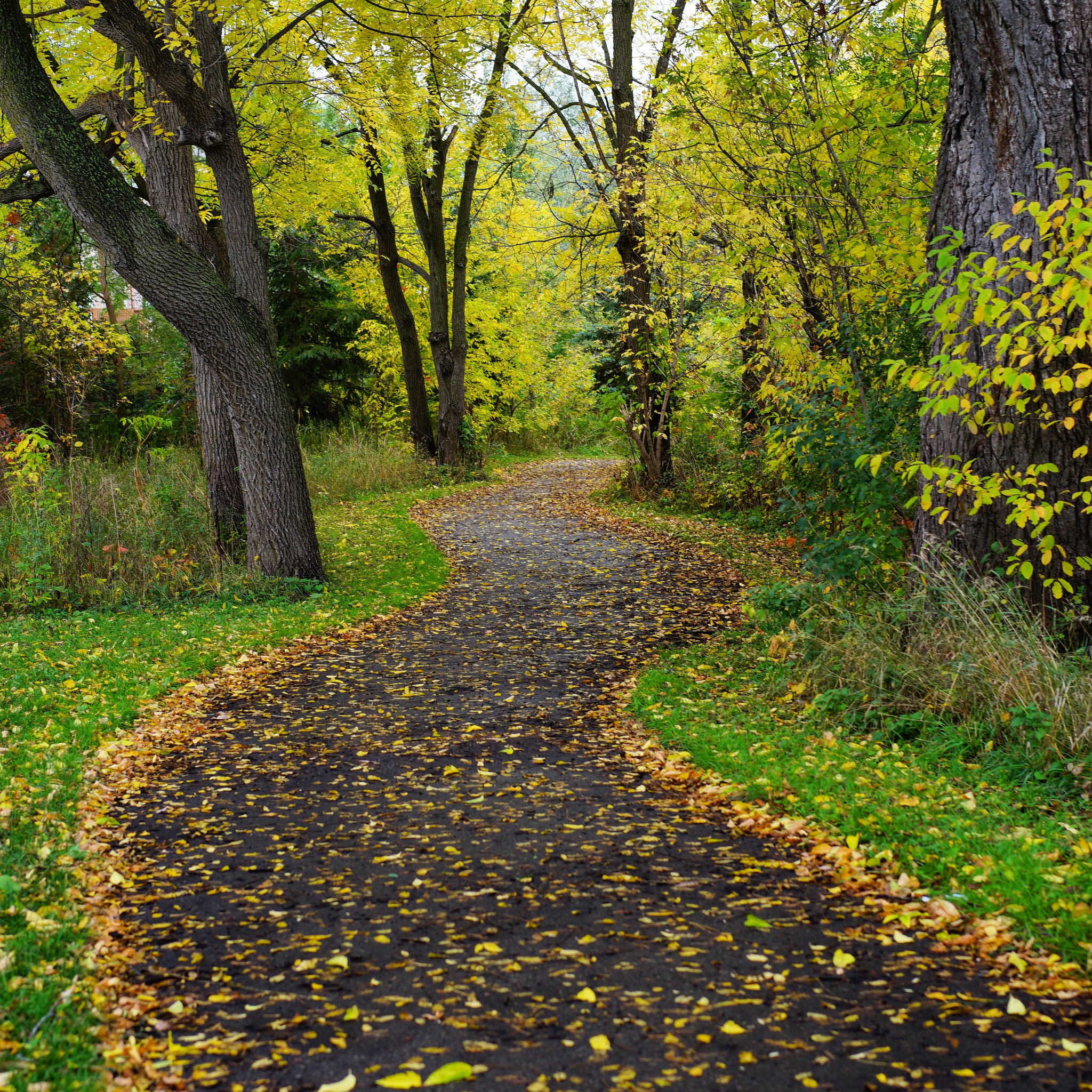 Sony a7 + Sony Sonnar T* FE 55mm F1.8 ZA sample photo. The fall-ing path photography