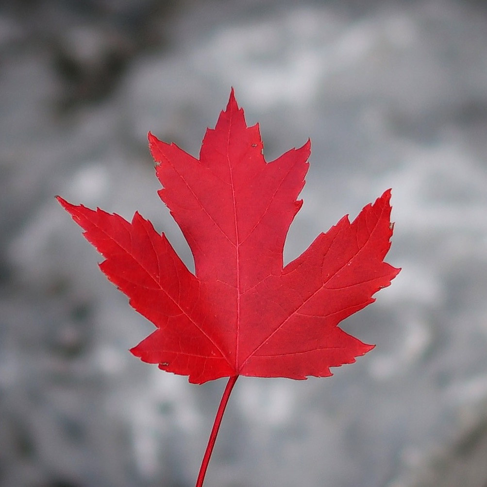 Sony a7 + Sony Sonnar T* FE 55mm F1.8 ZA sample photo. Oh canada photography