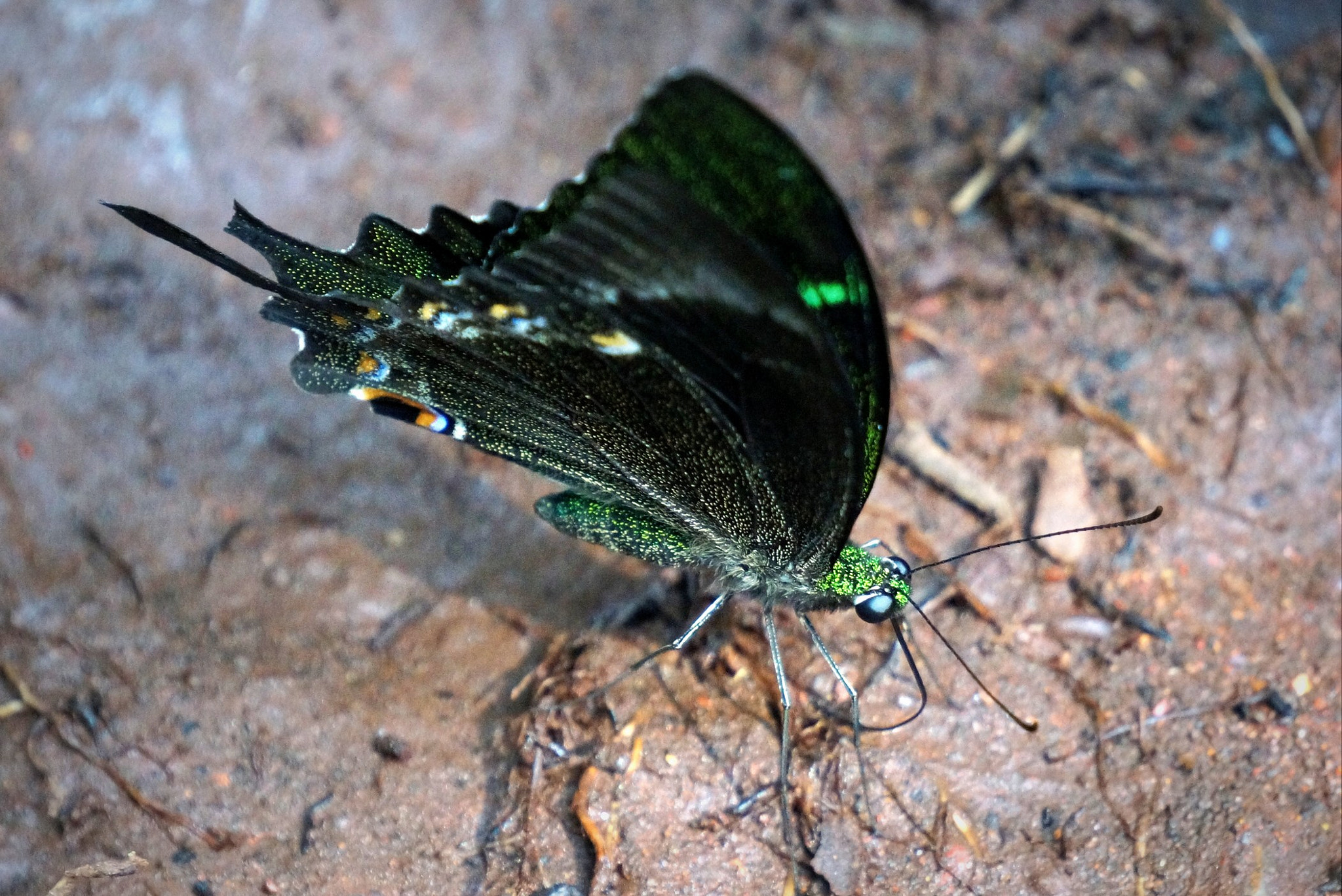 Sony E 55-210mm F4.5-6.3 OSS sample photo. Beauty in the woods photography