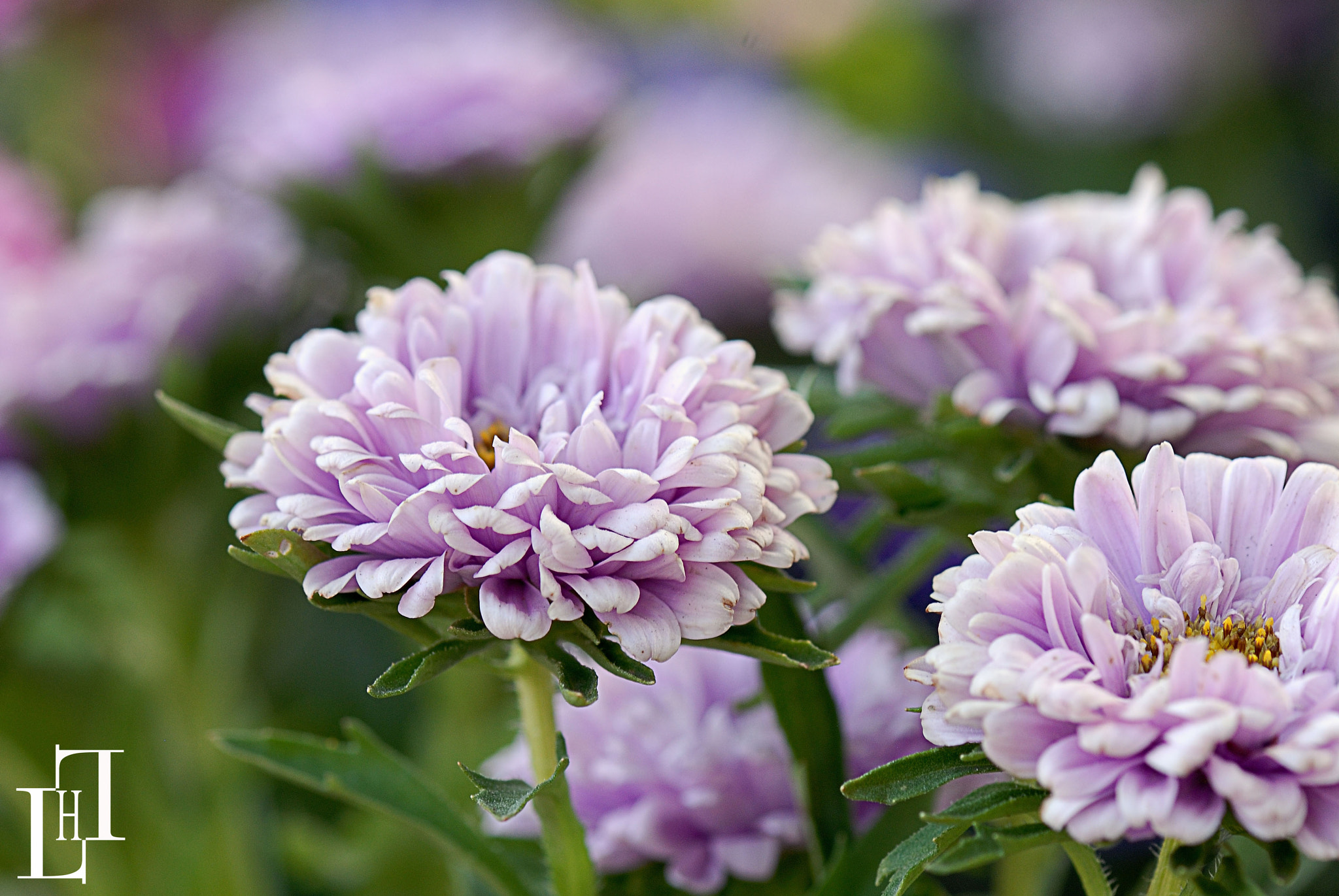 Nikon D200 sample photo. E photography