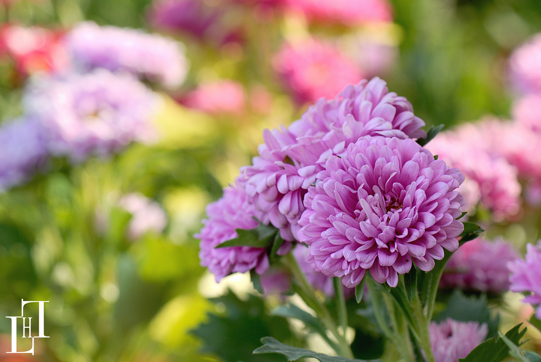 Nikon D200 sample photo. E photography