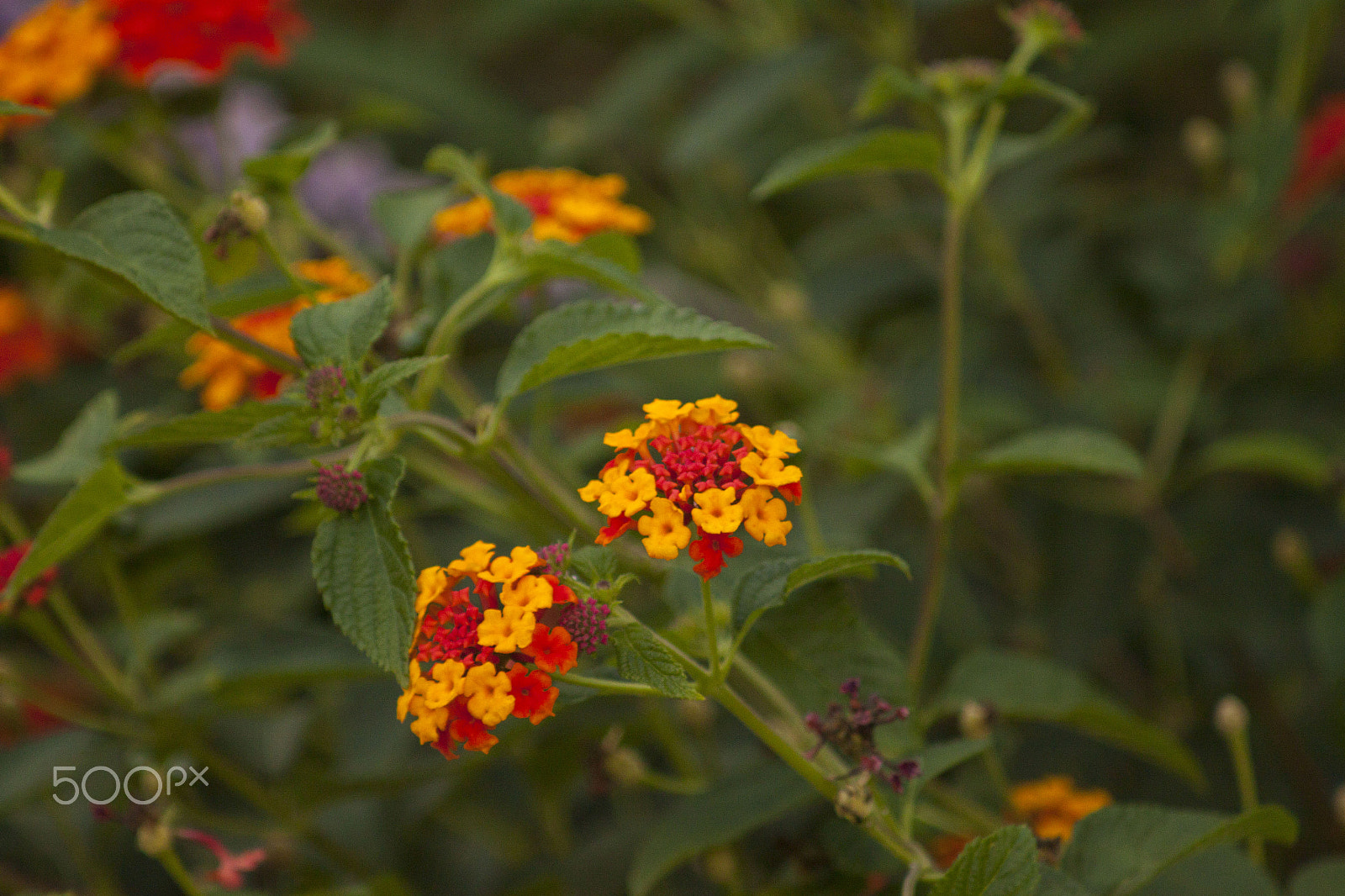 Canon EF 80-200mm F4.5-5.6 II sample photo. Flowers photography