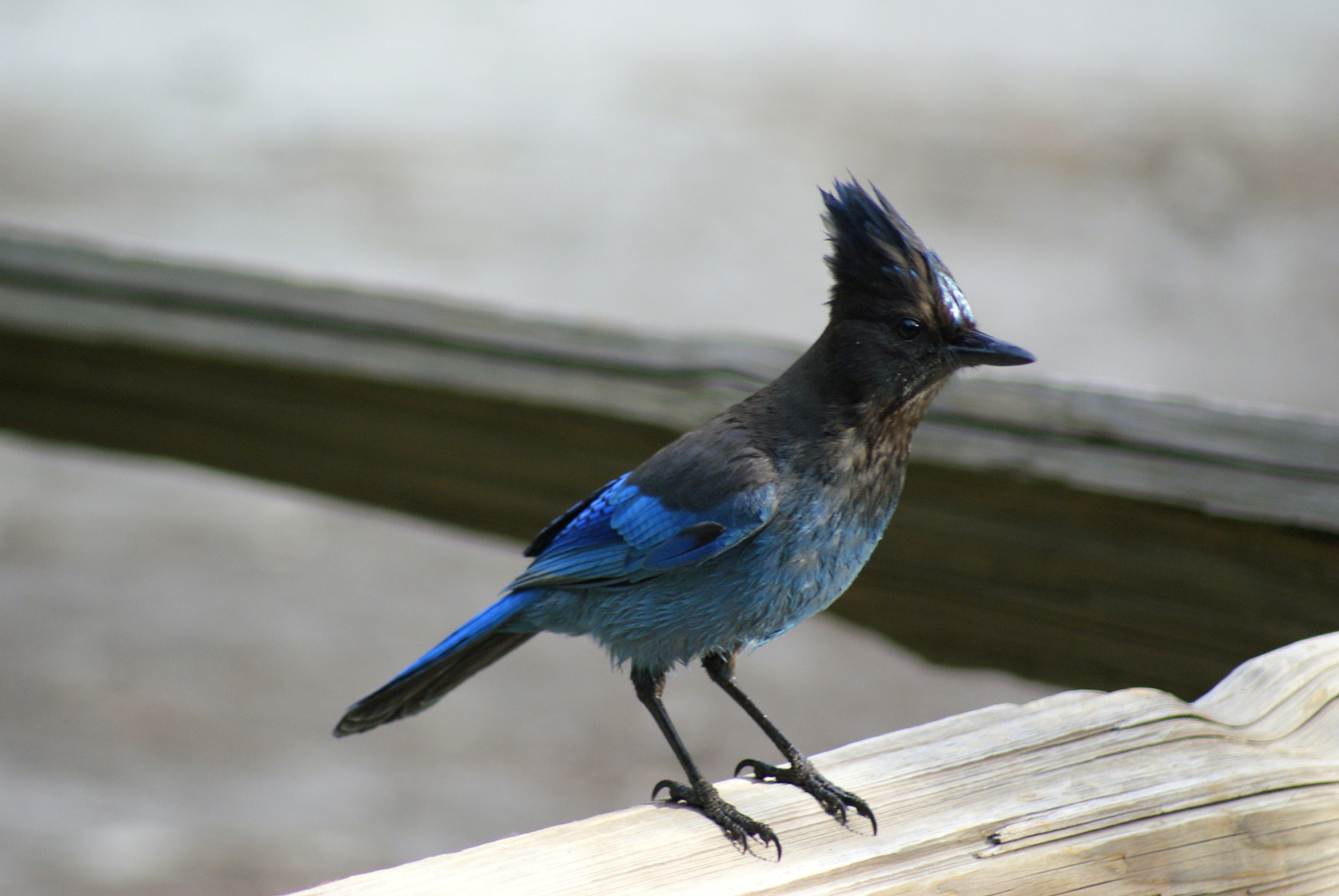 Sony Alpha DSLR-A300 sample photo. Stellers jay photography