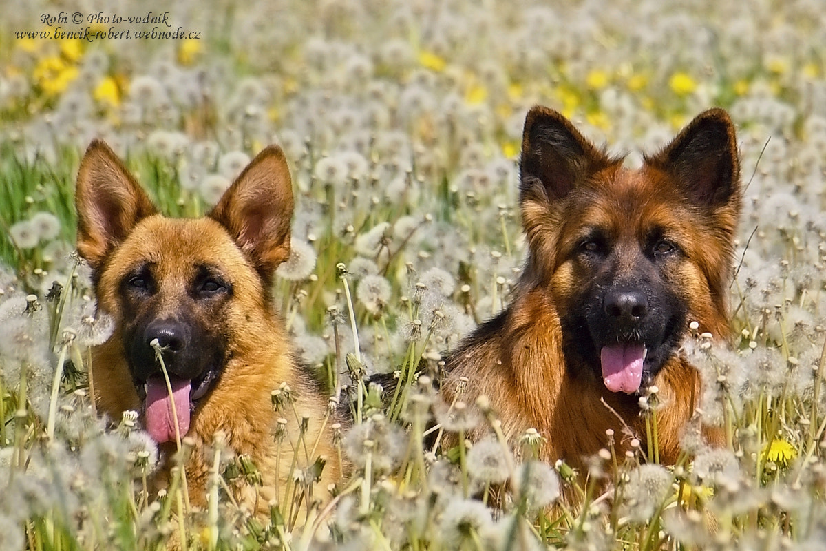 Olympus Zuiko Digital ED 40-150mm F4.0-5.6 sample photo. German shepherds photography