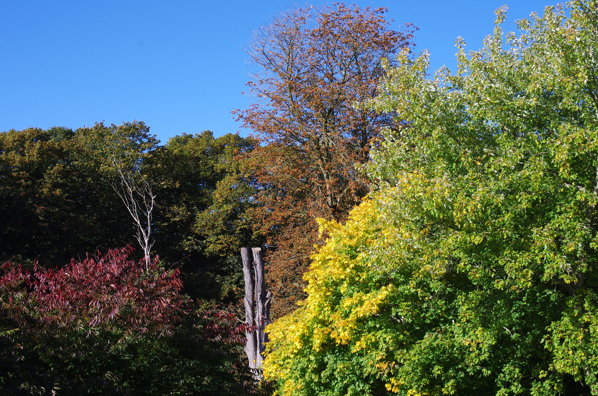 HD Pentax DA 40mm F2.8 Limited sample photo. Autumn for all - spring only for some photography