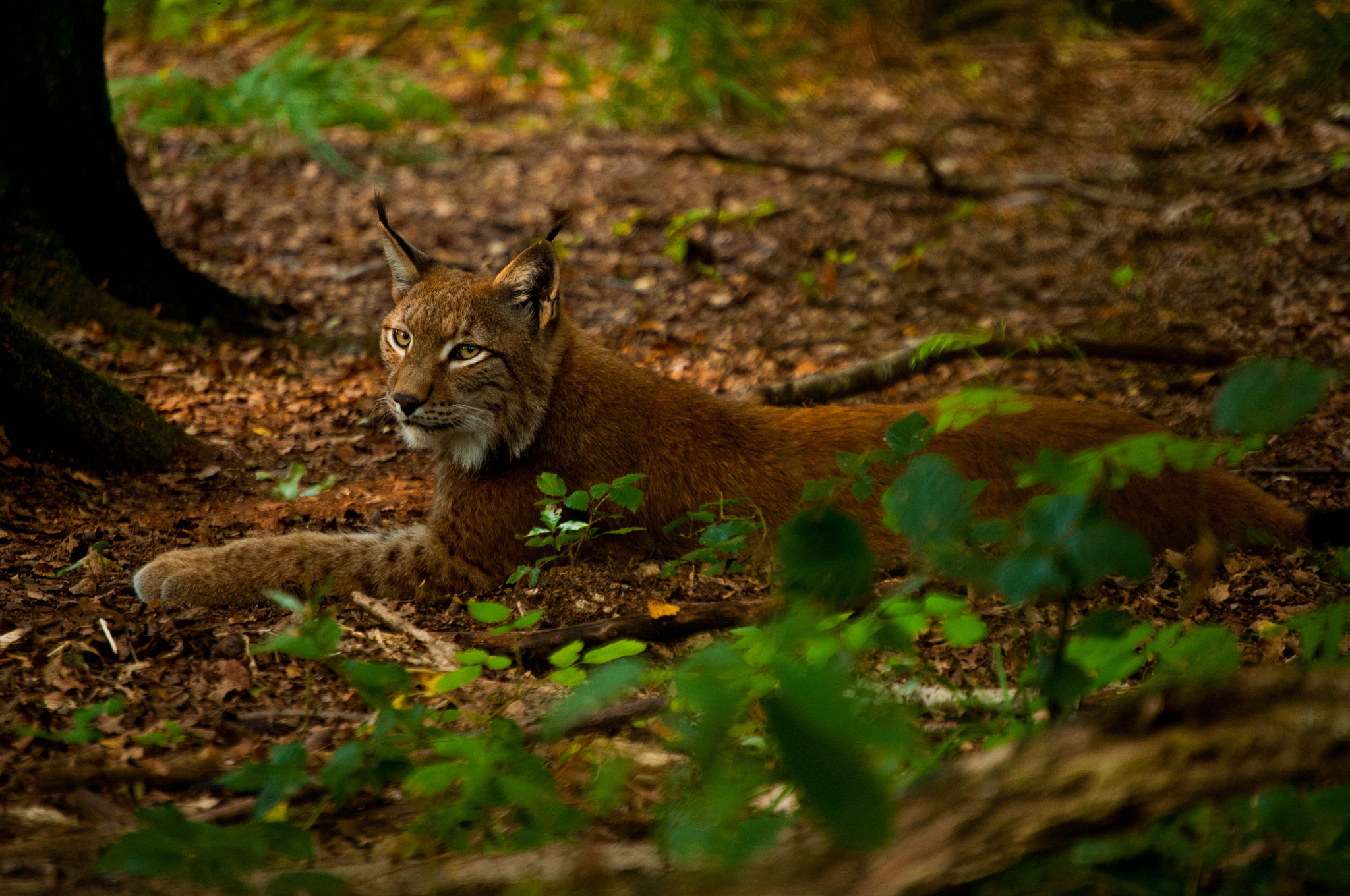 Nikon D300 sample photo. Wildpark  photography