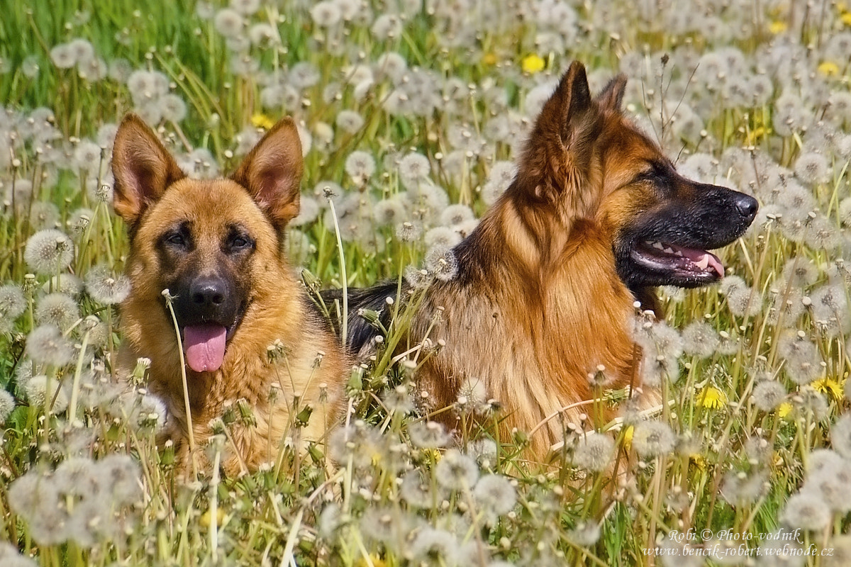 Olympus Zuiko Digital ED 40-150mm F4.0-5.6 sample photo. German shepherds photography