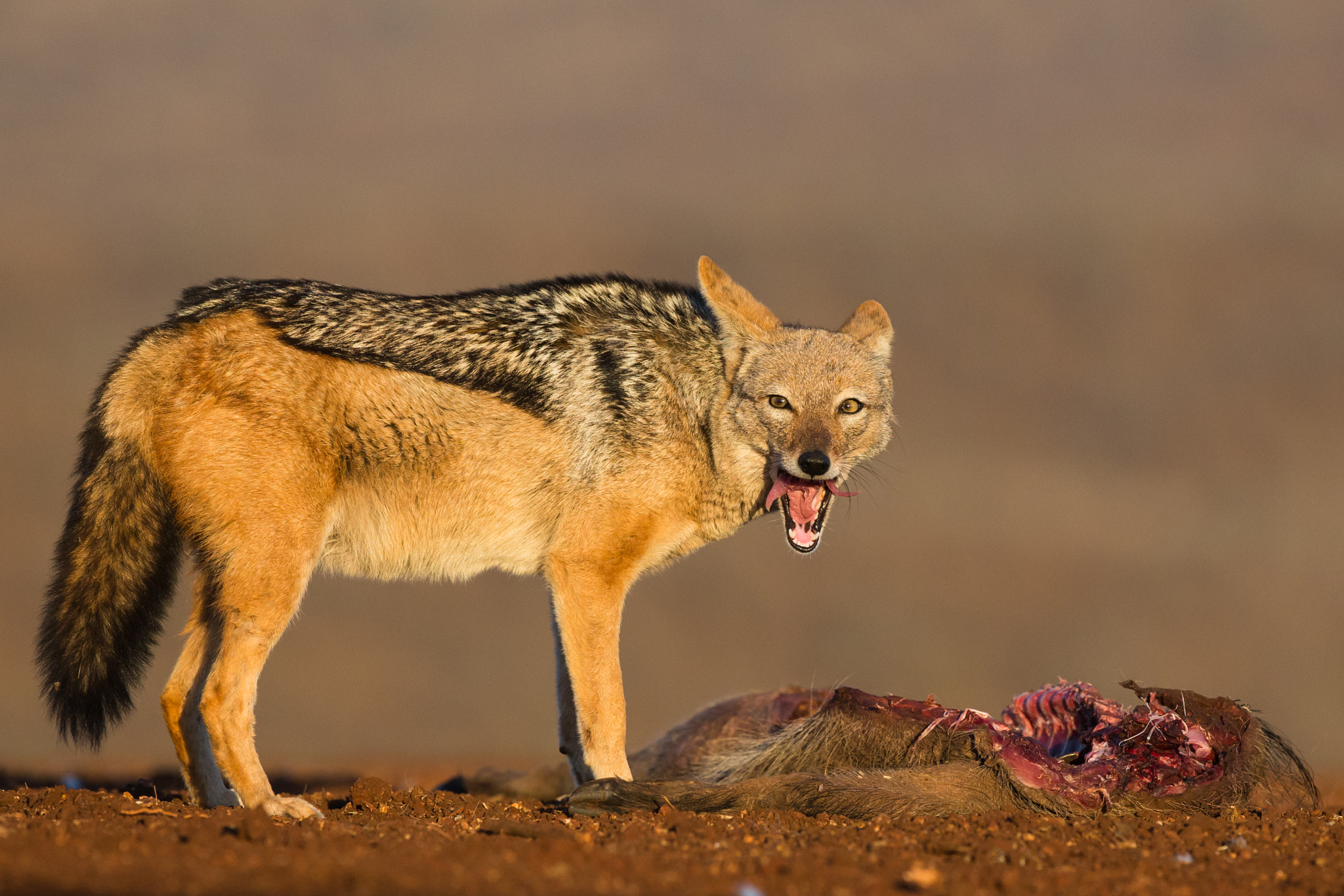 Canon EF 300mm F2.8L IS II USM sample photo. Black backed jackal photography