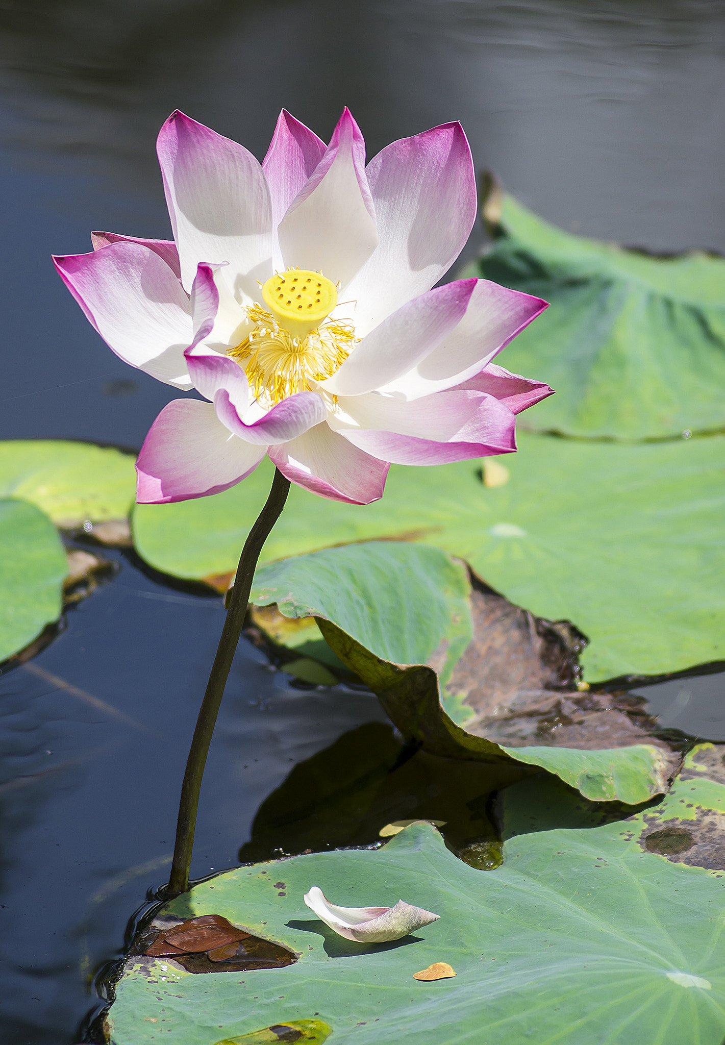 Sony DT 55-200mm F4-5.6 SAM sample photo. Hanh () photography