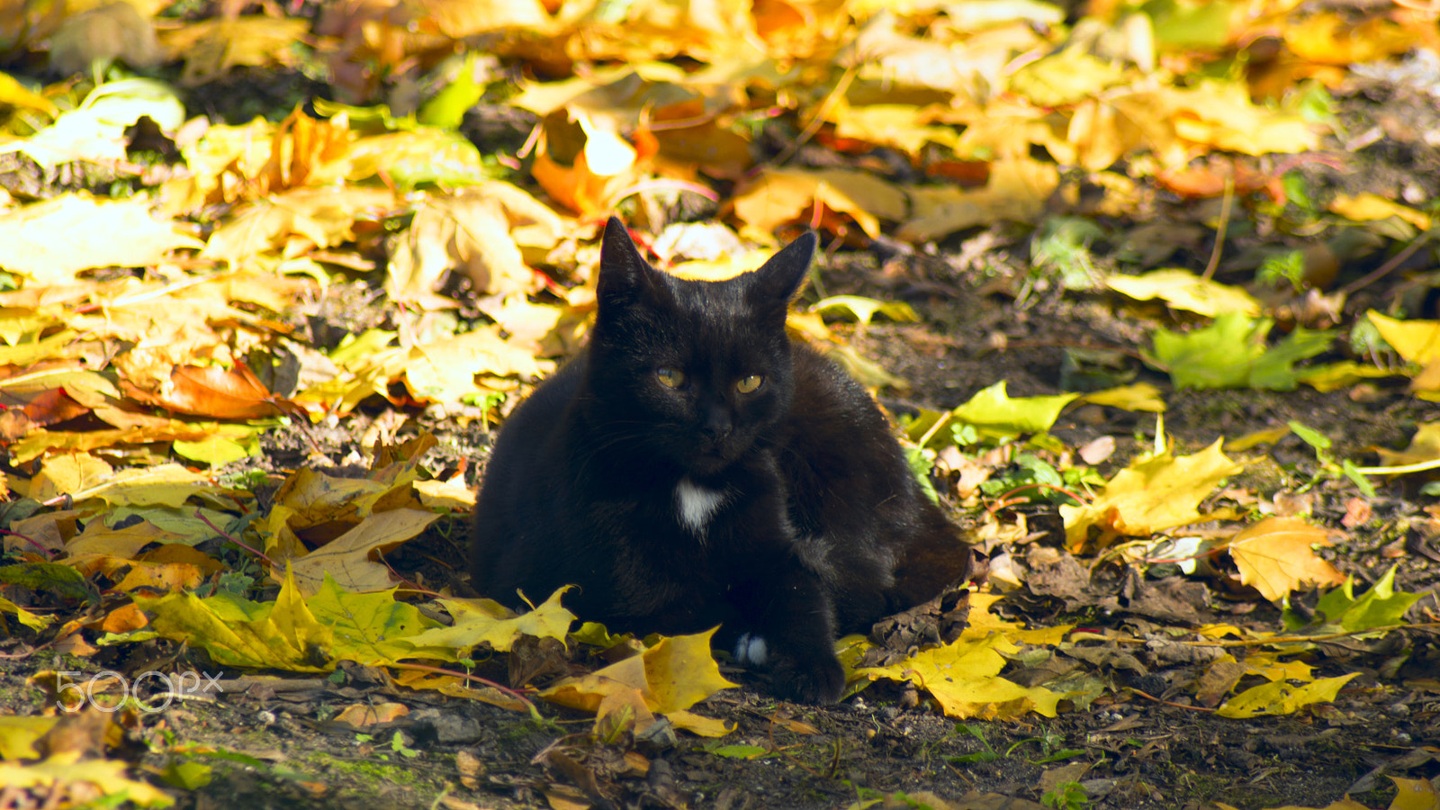 Sony 75-300mm F4.5-5.6 sample photo. A true lady photography